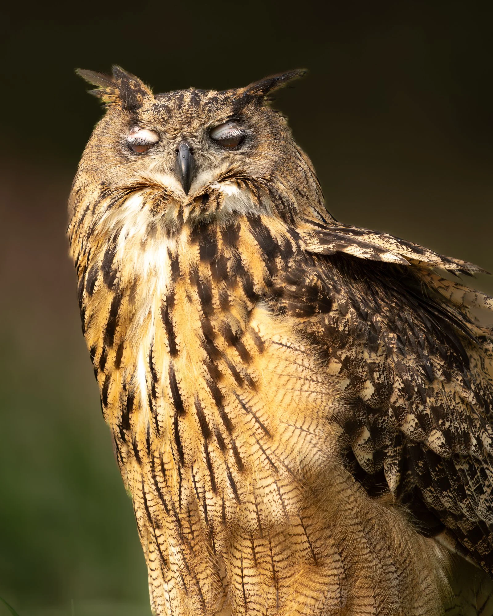 Eurasian Eagle Owl #2