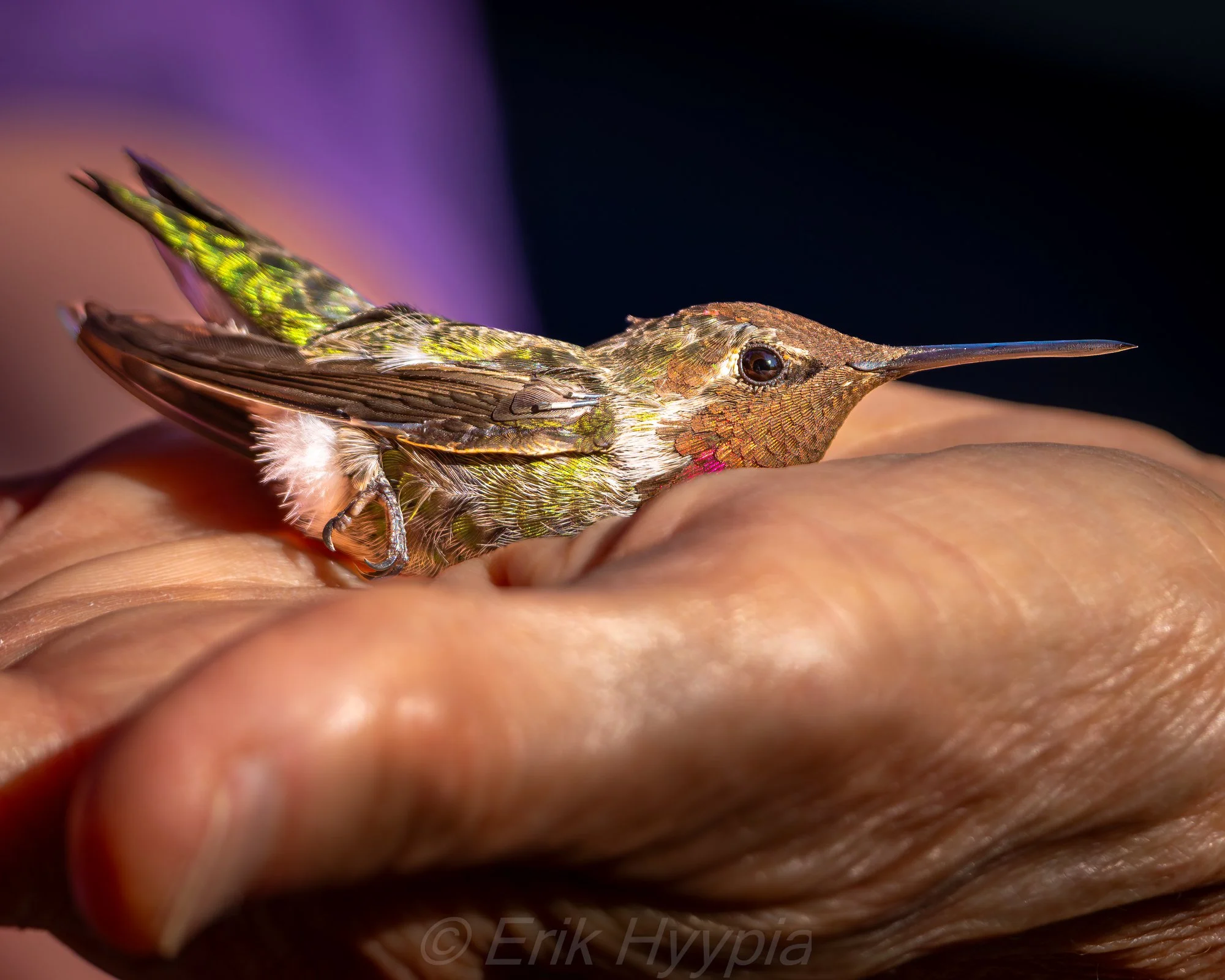 Hummingbird Banding