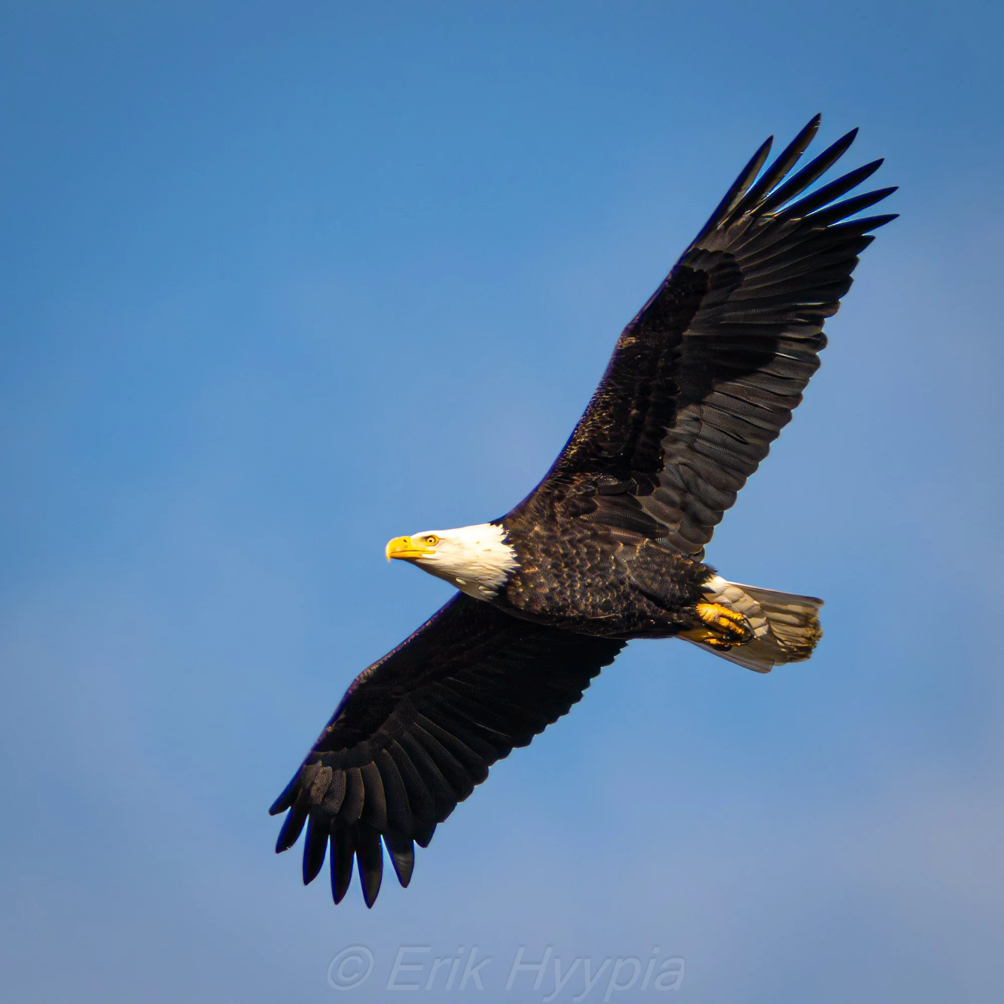 Bald Eagle