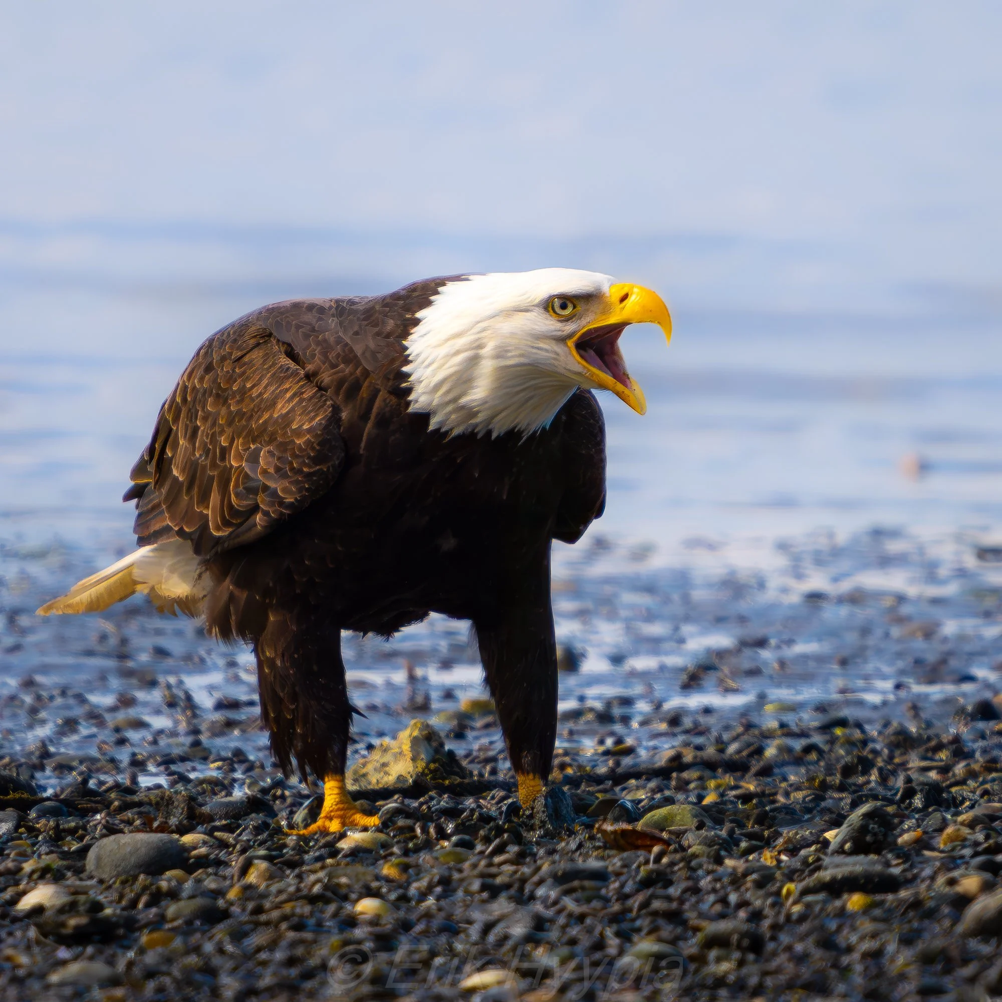 Bald Eagle