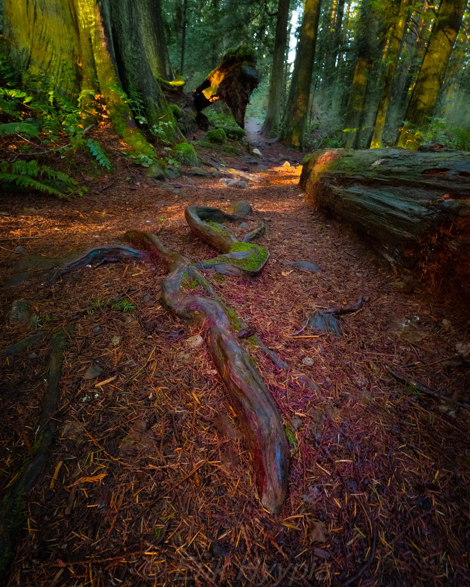 20231226-DSC00331 Roots Product Photo.jpg