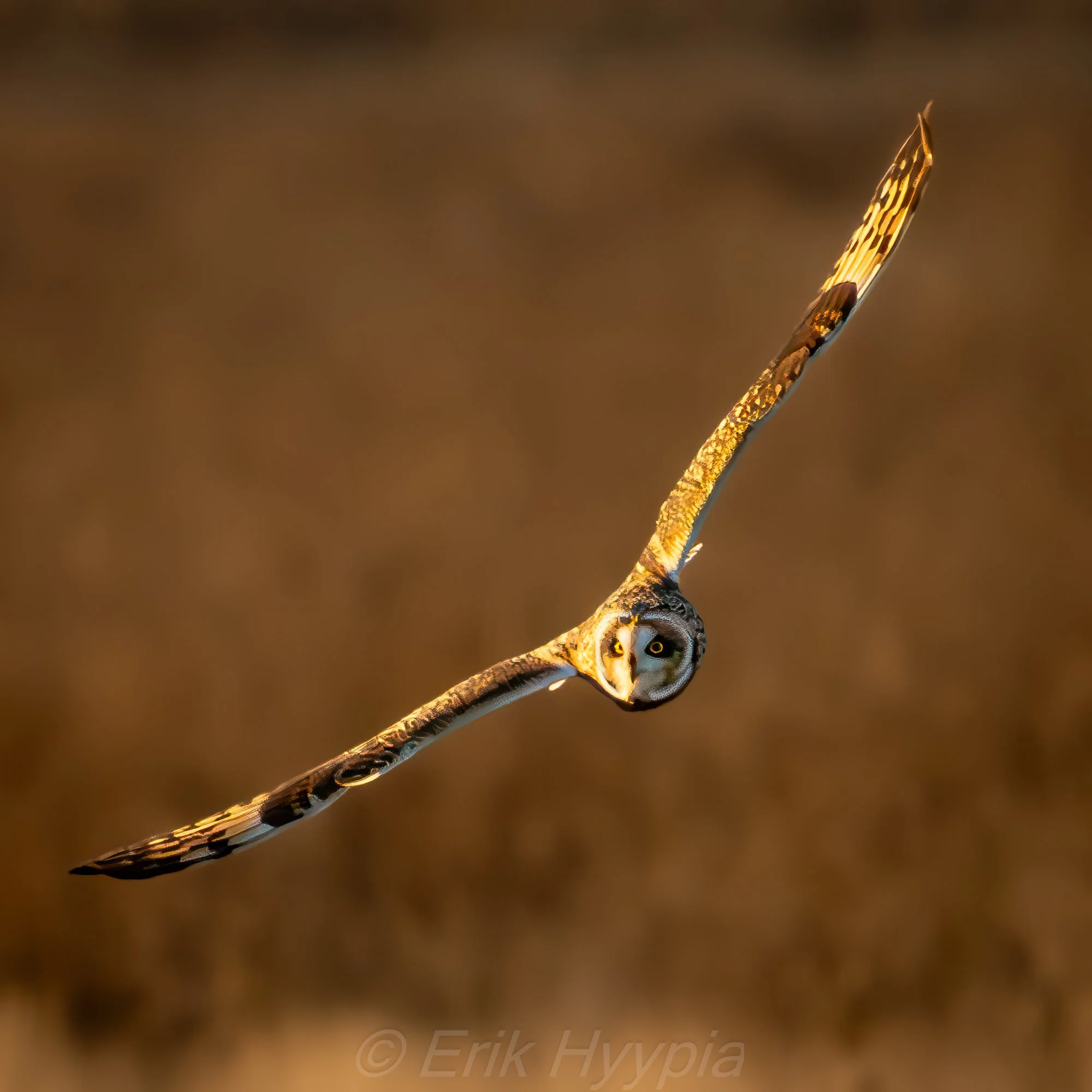 Short Eared Owl #3