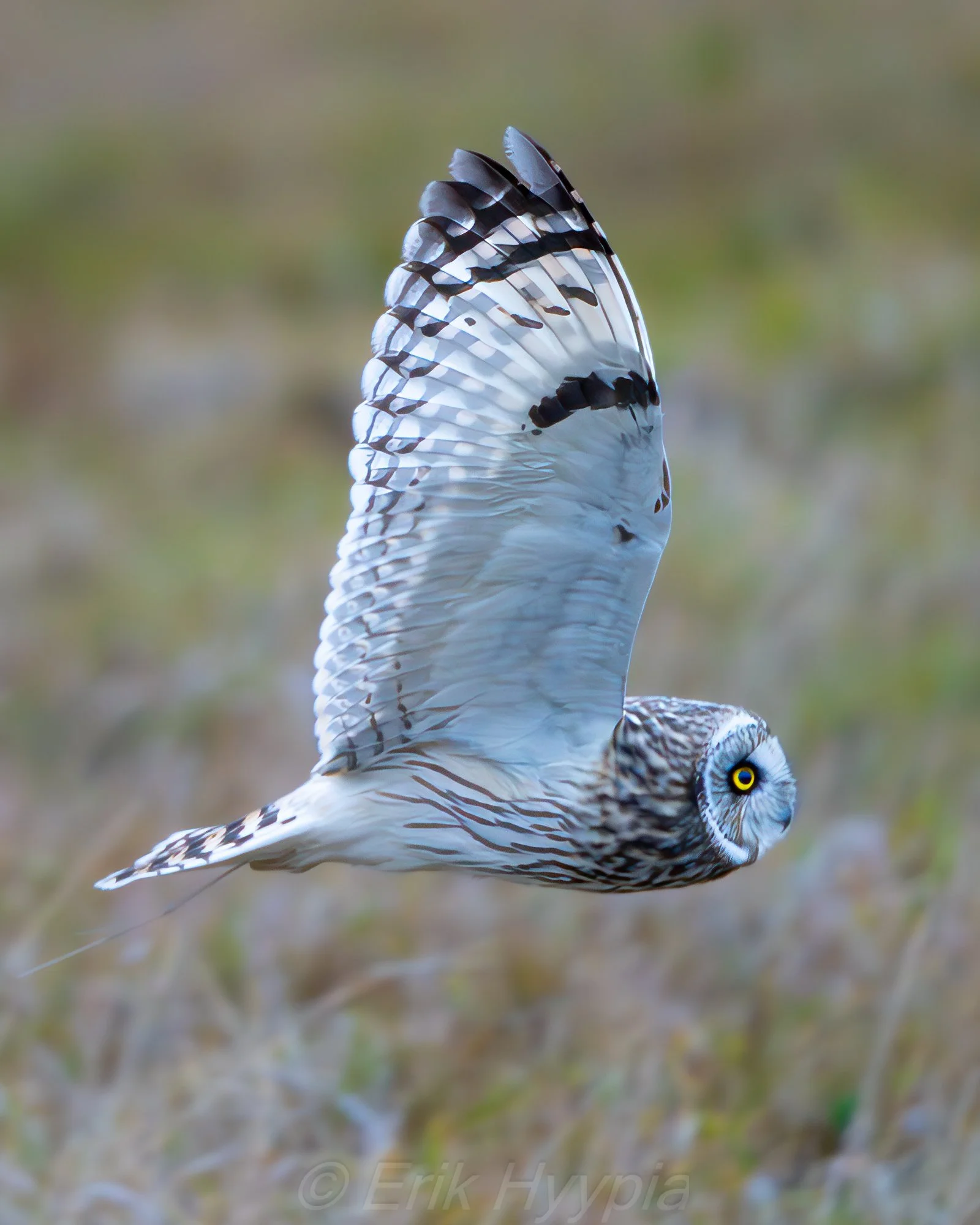 Short Eared Owl