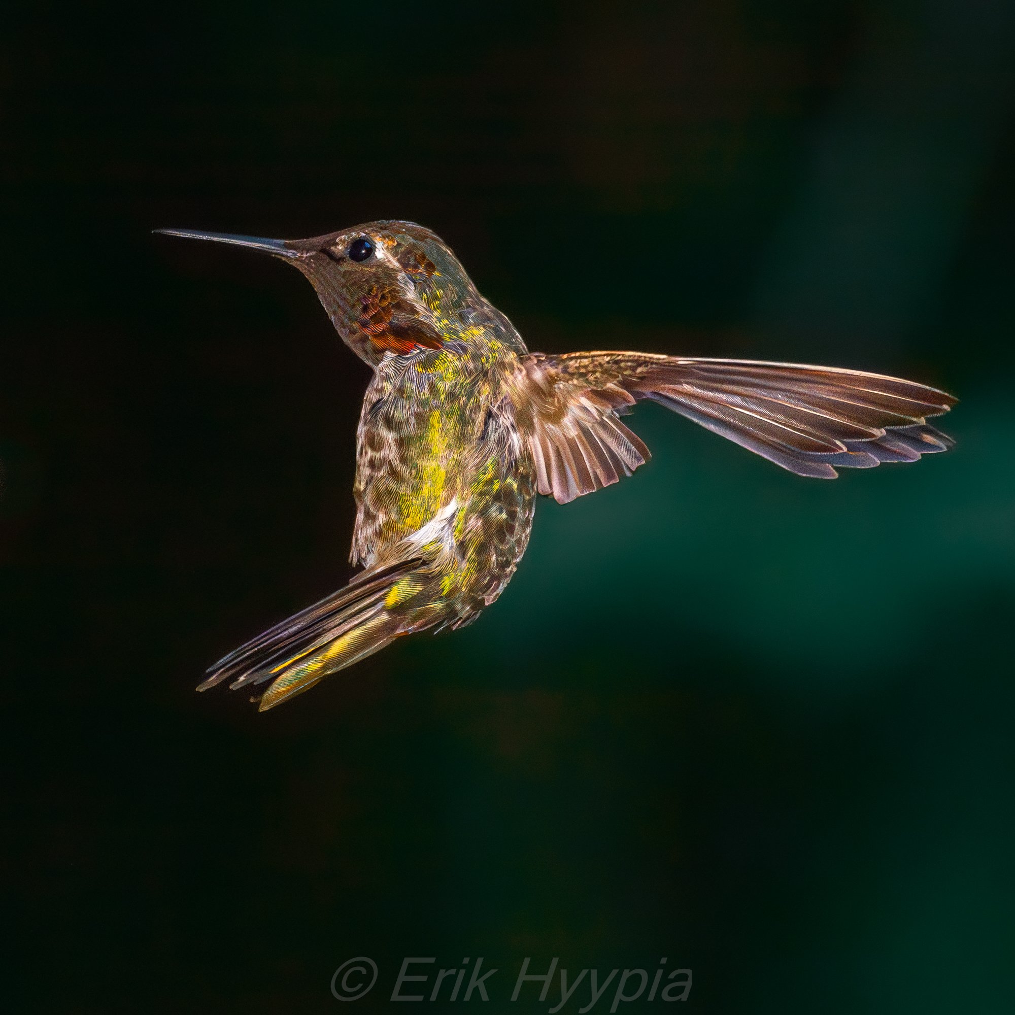 Annas Hummingbird