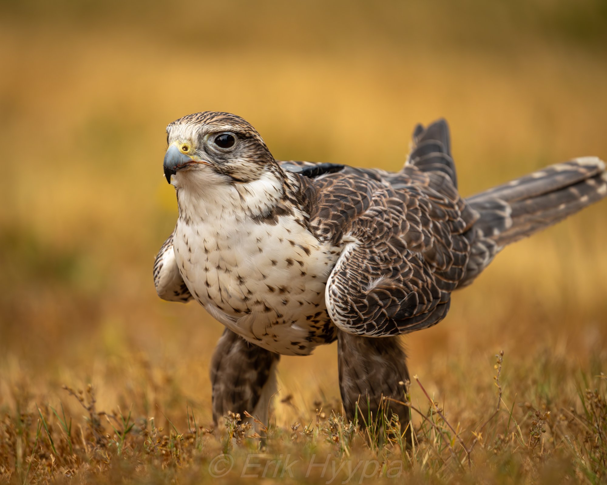 Saker Falcon