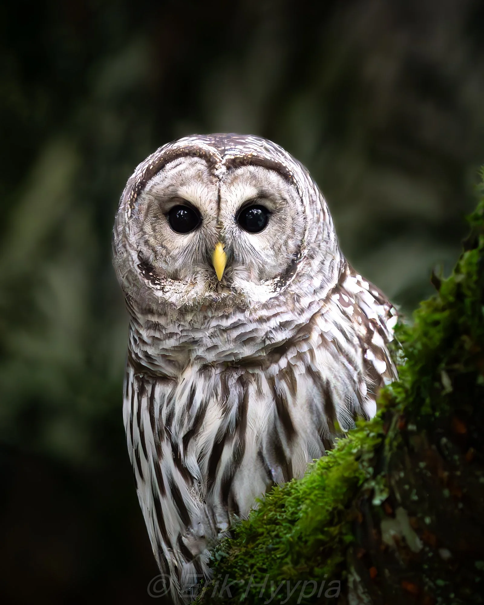 Barred Owl #2