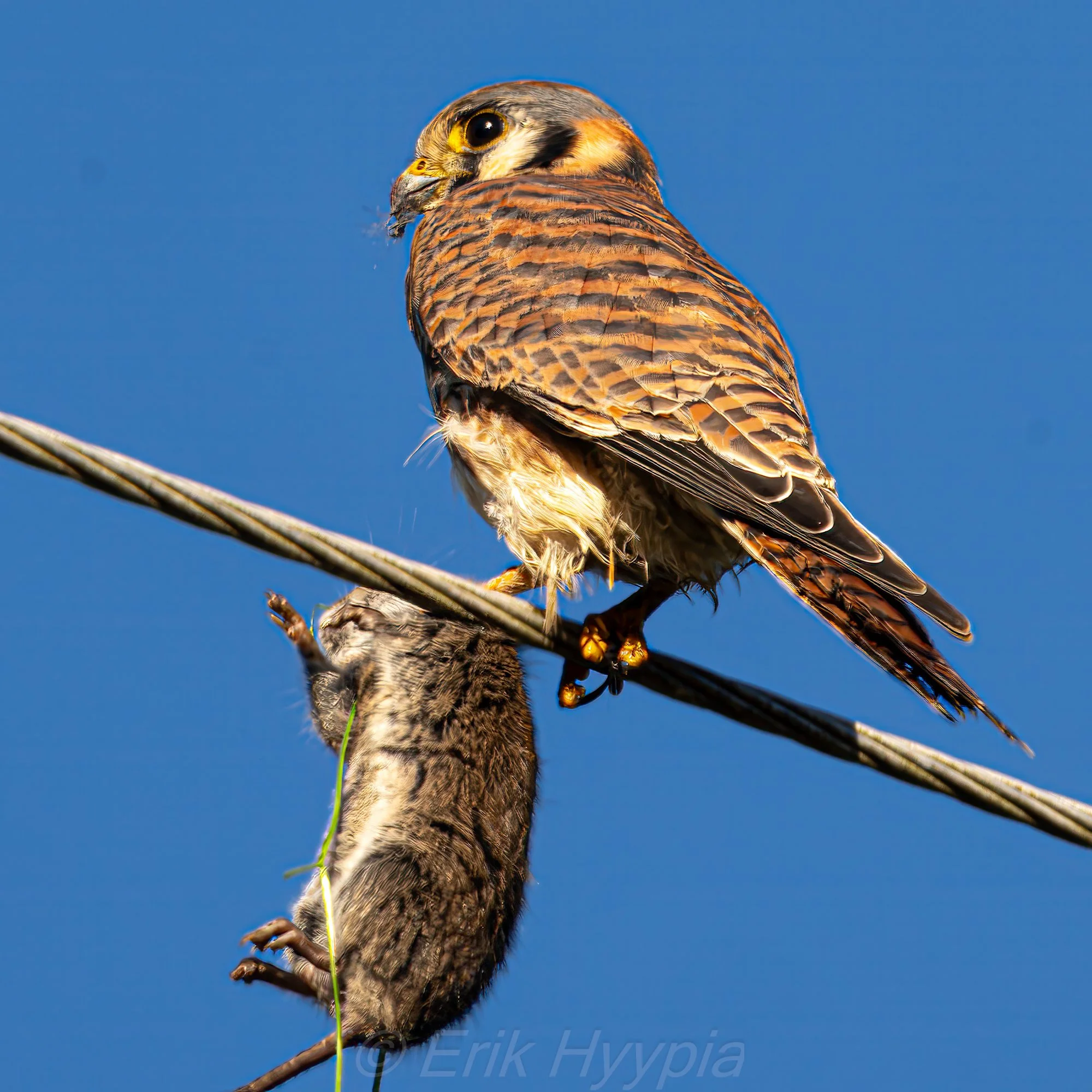Kestrel