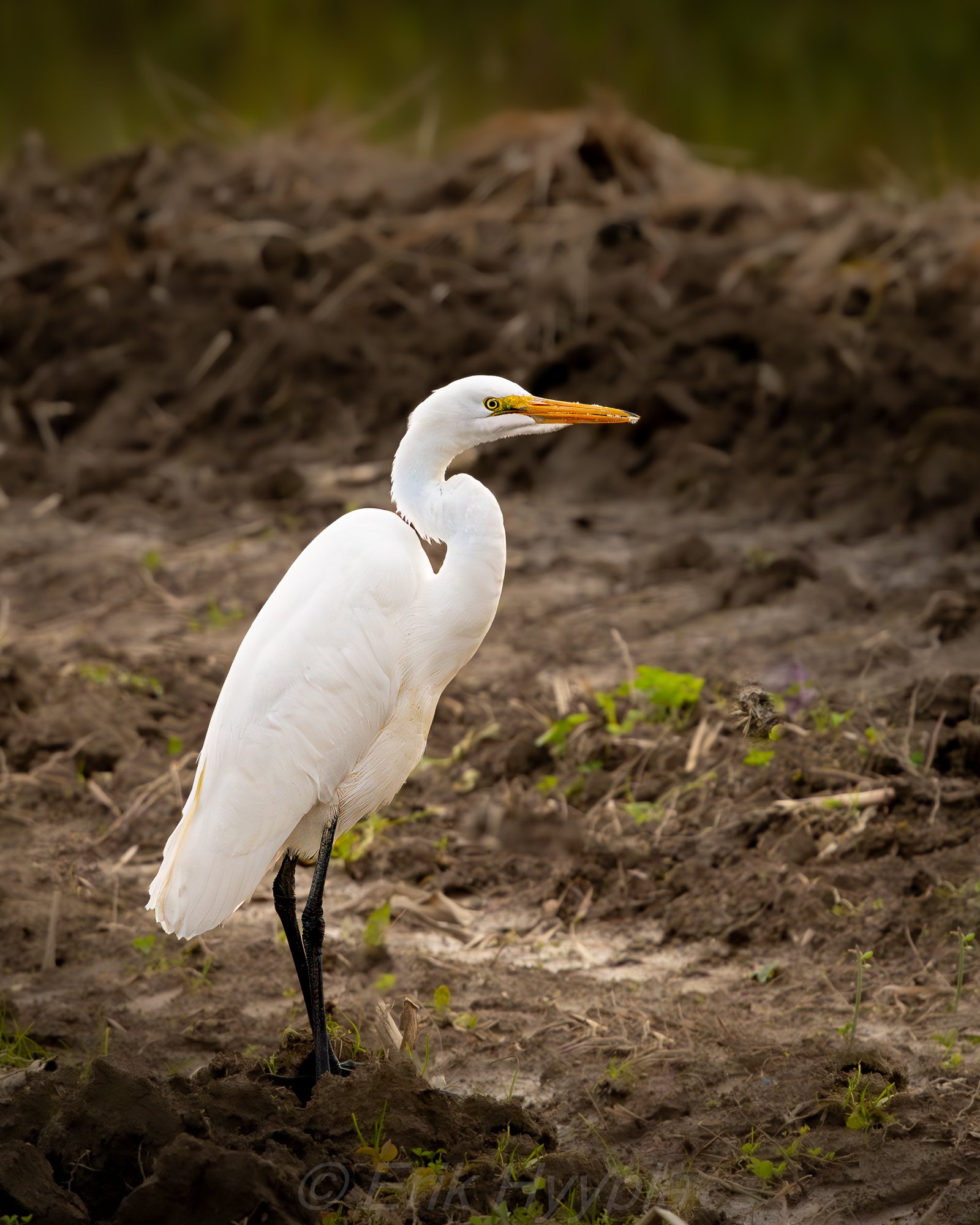 Great Egret