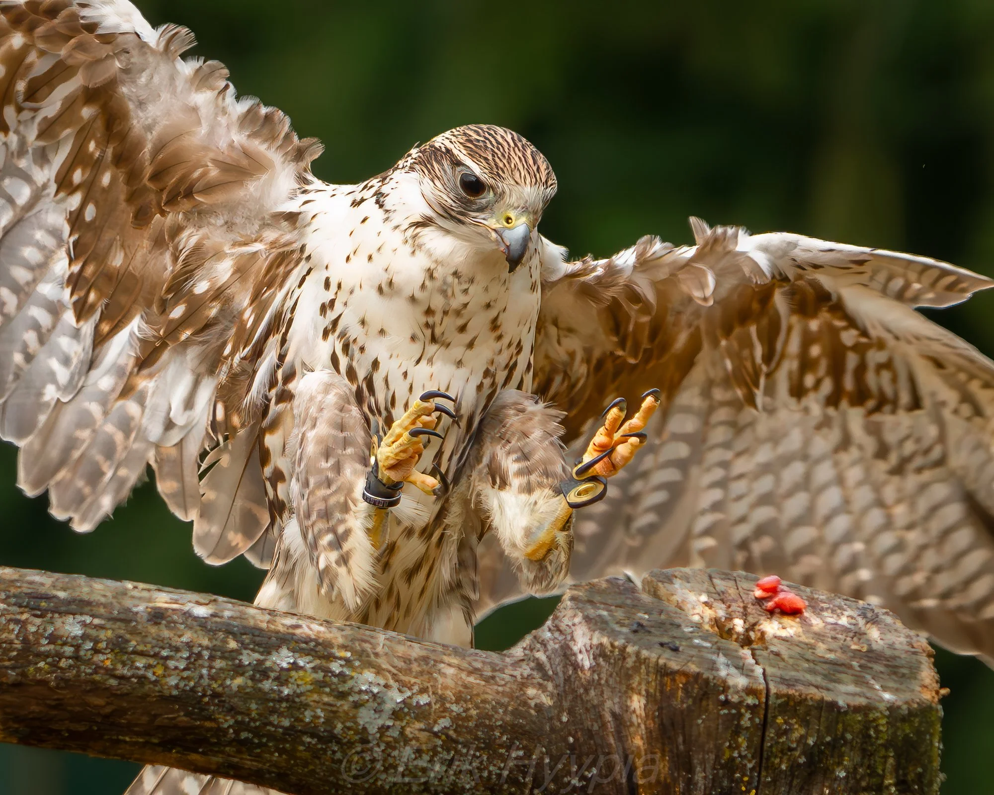 Saker Falcon
