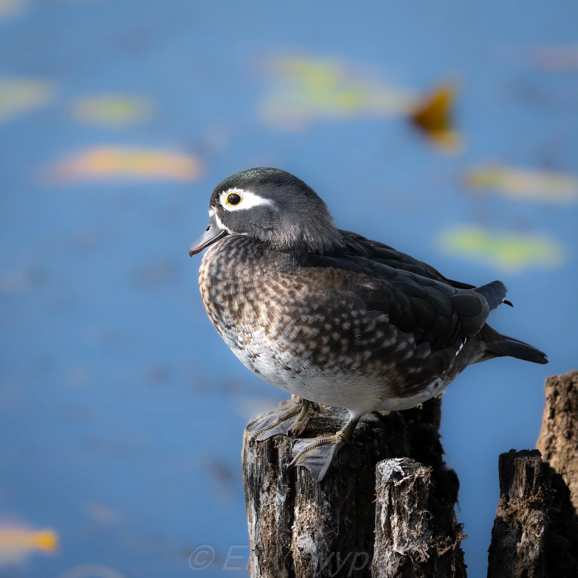 Female Wood Duck #1