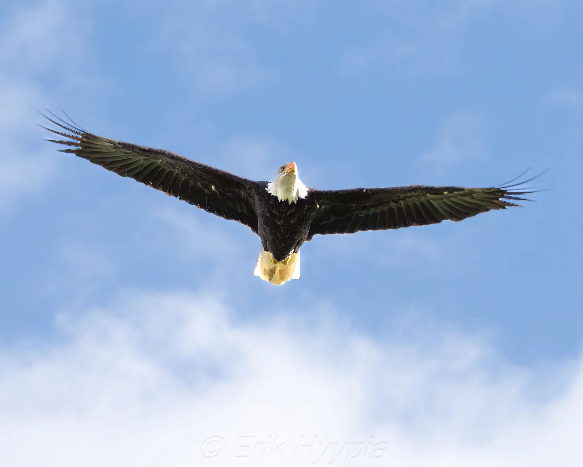 Bald Eagle