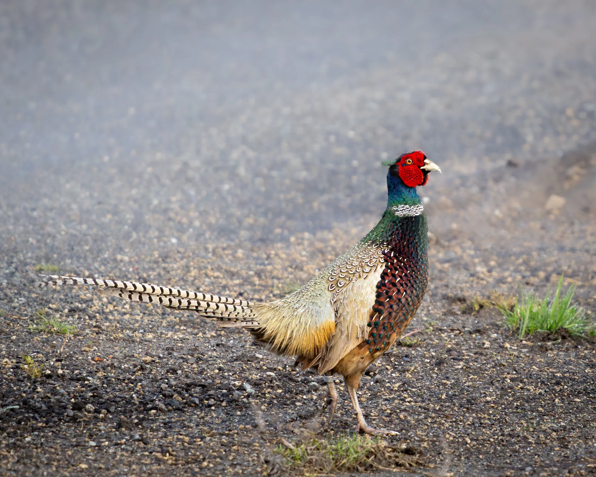 Pheasant