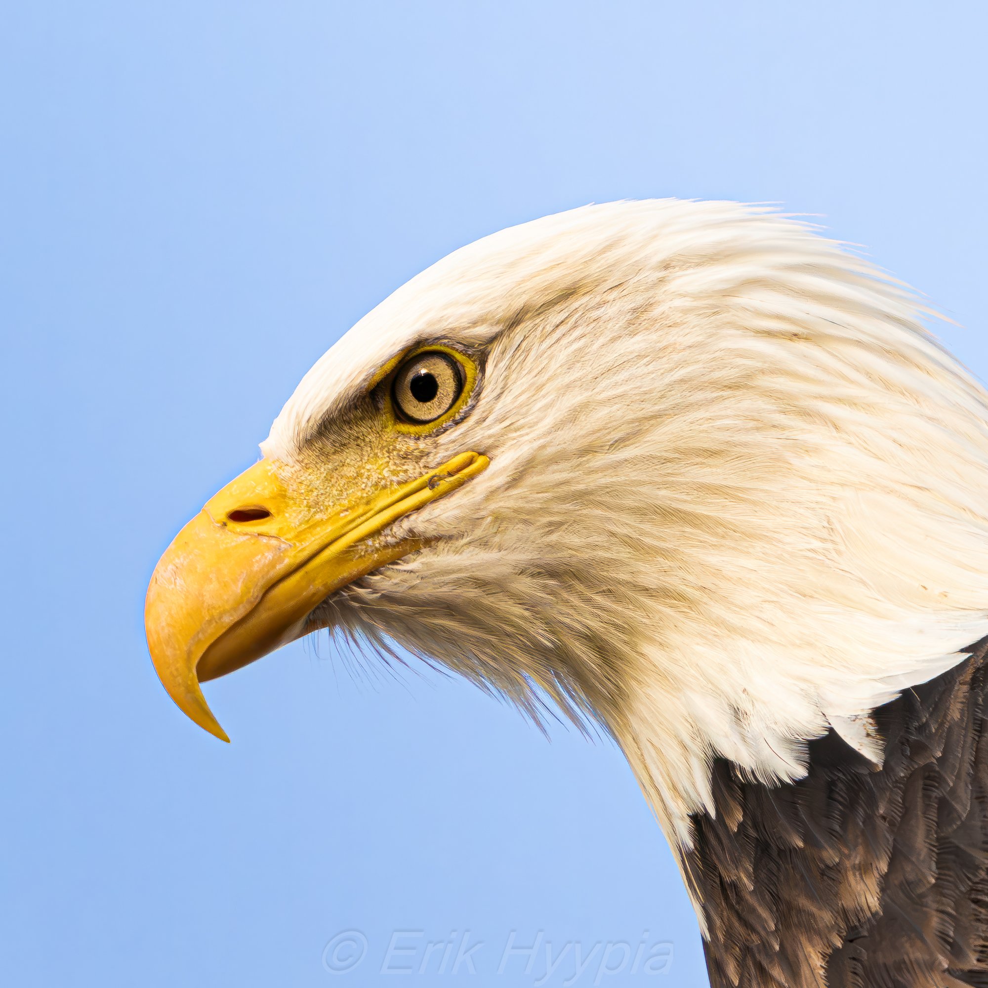 Bald Eagle