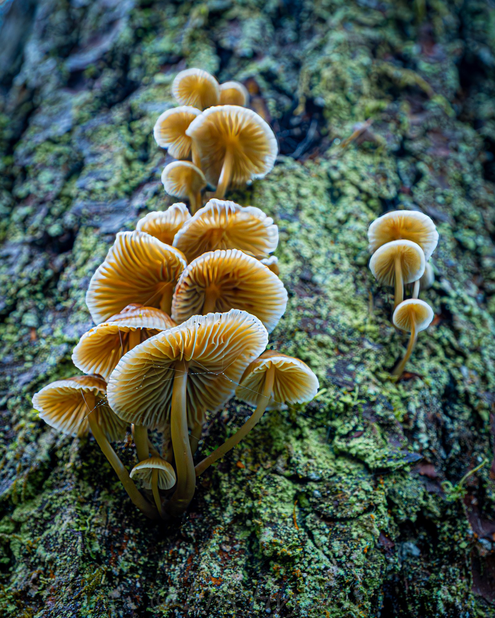 Golden Trumpet Mushrooms