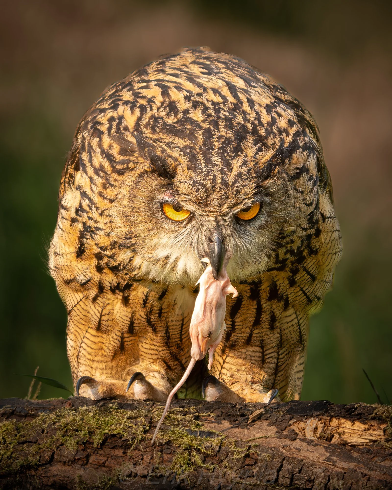 Eurasian Eagle Owl #3