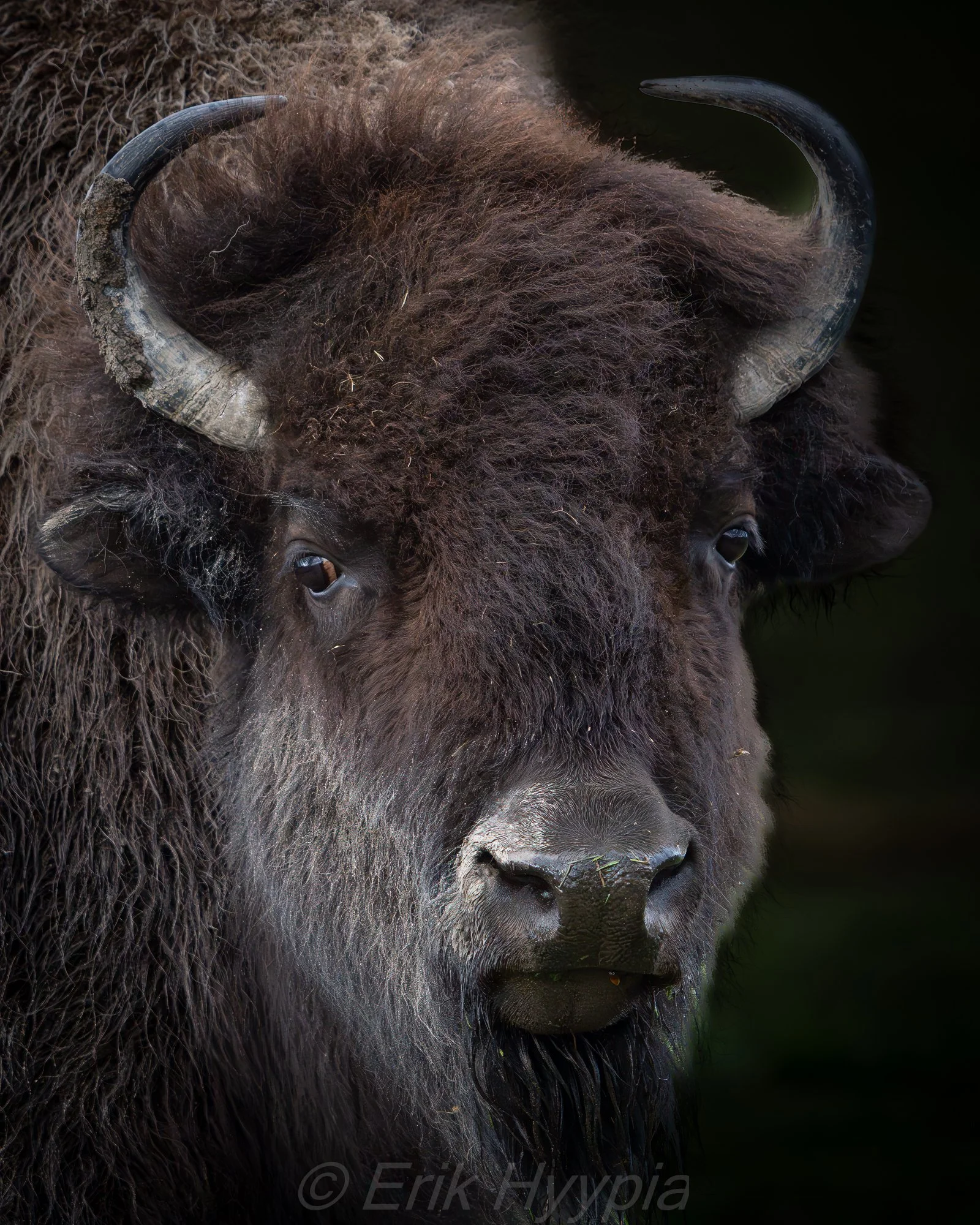 Bison