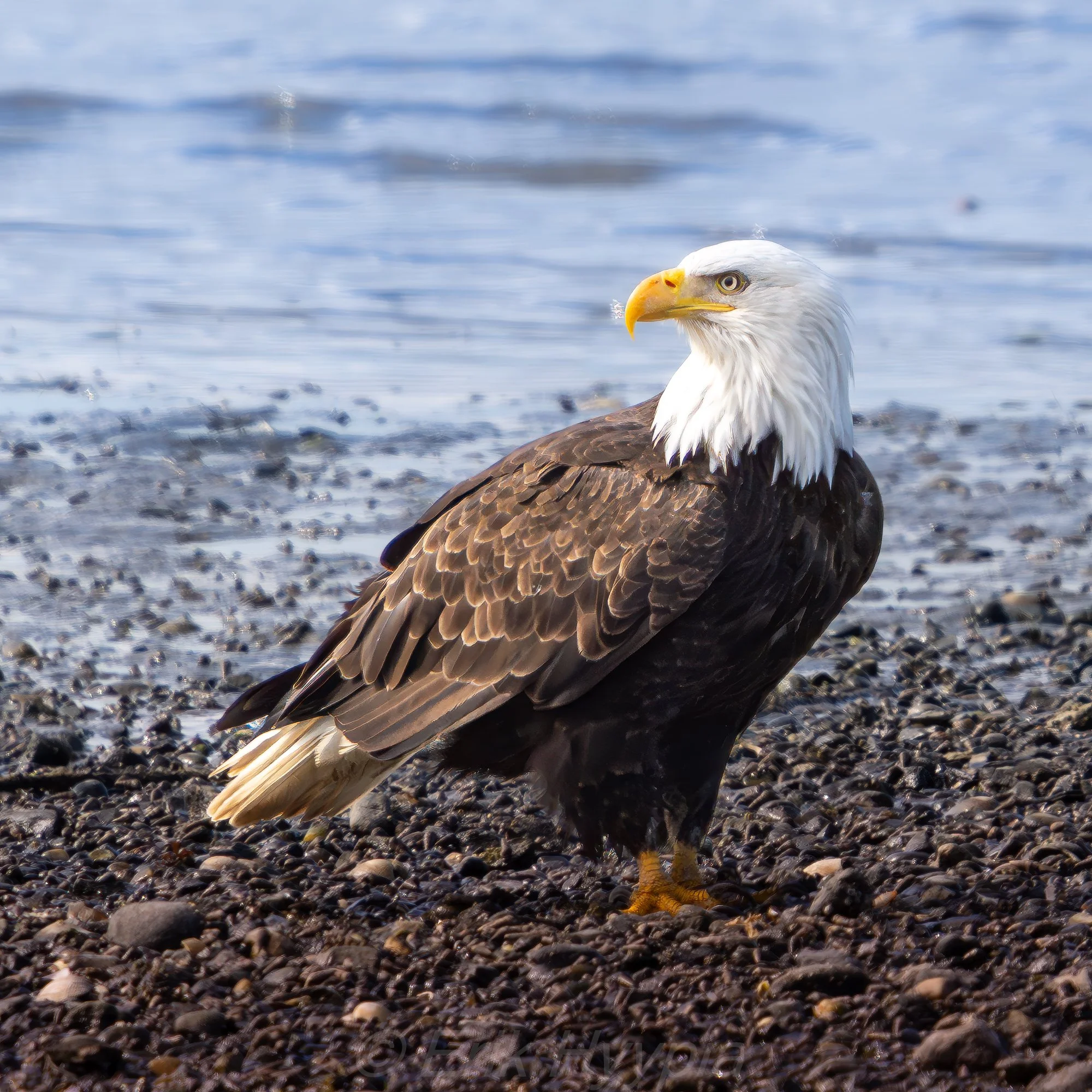 Bald Eagle