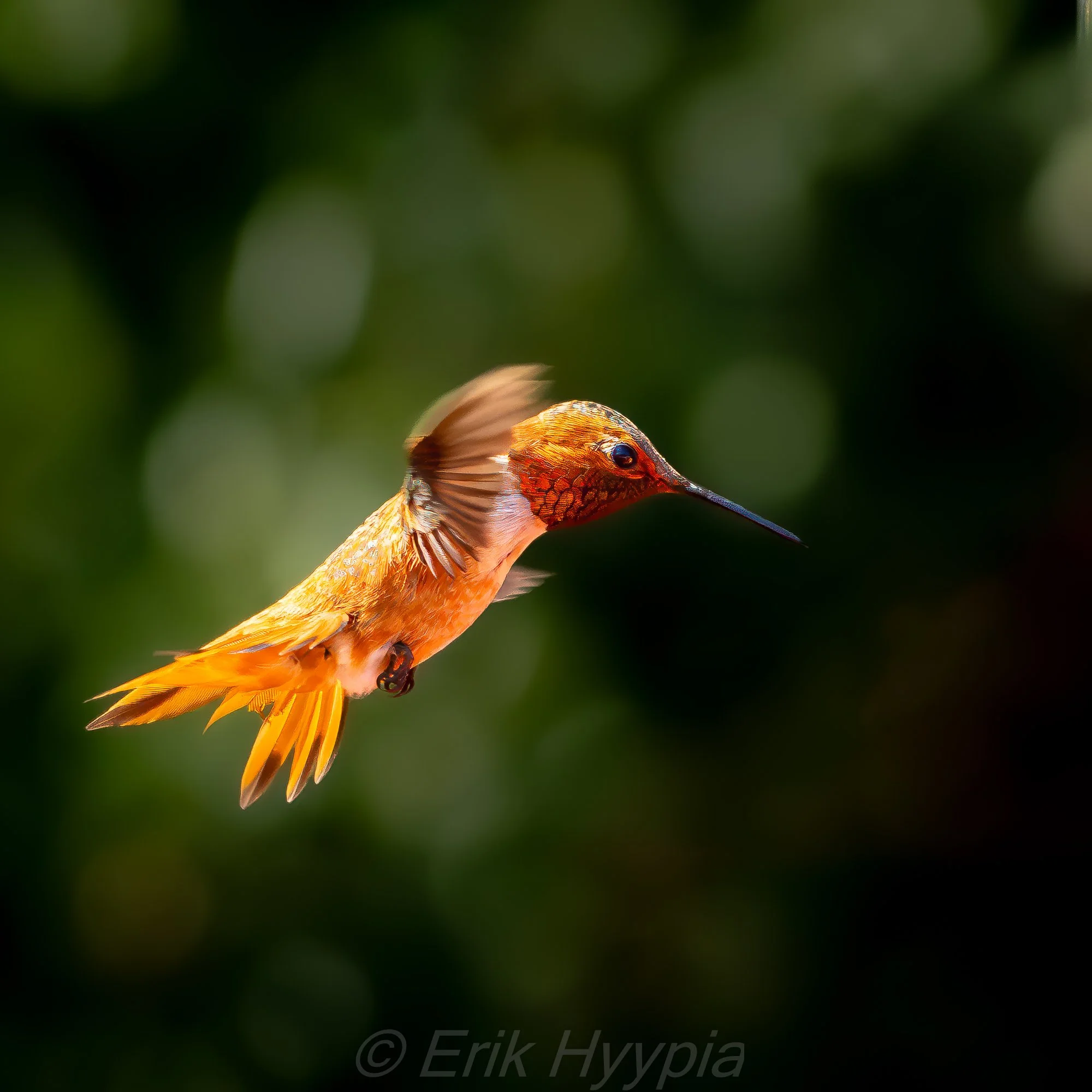 Rufous Hummingbird