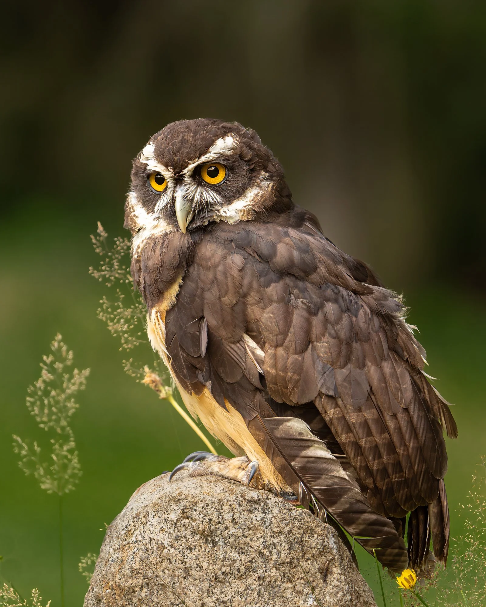 Spectacled Owl #1