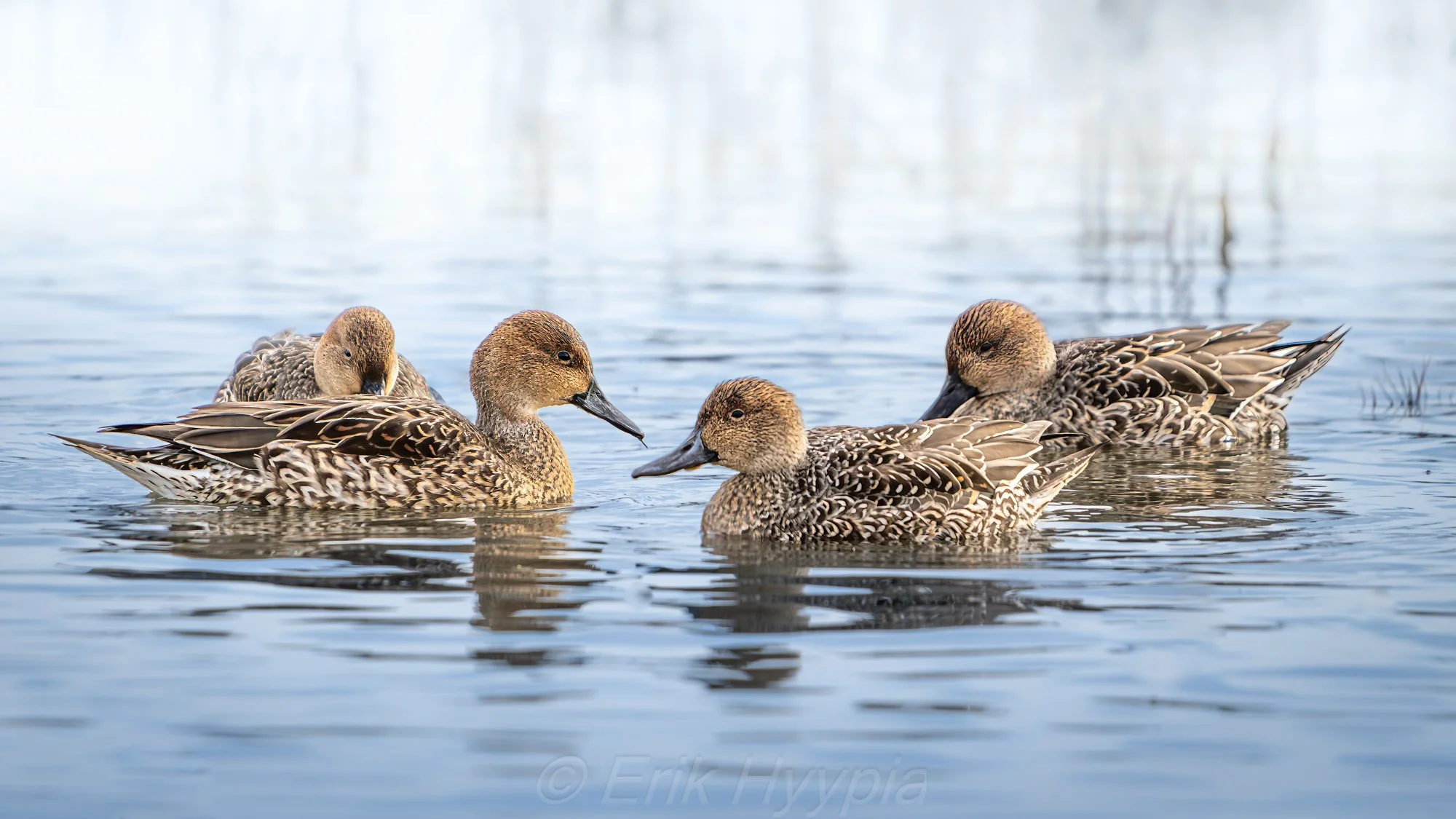 Cinnamon Teals