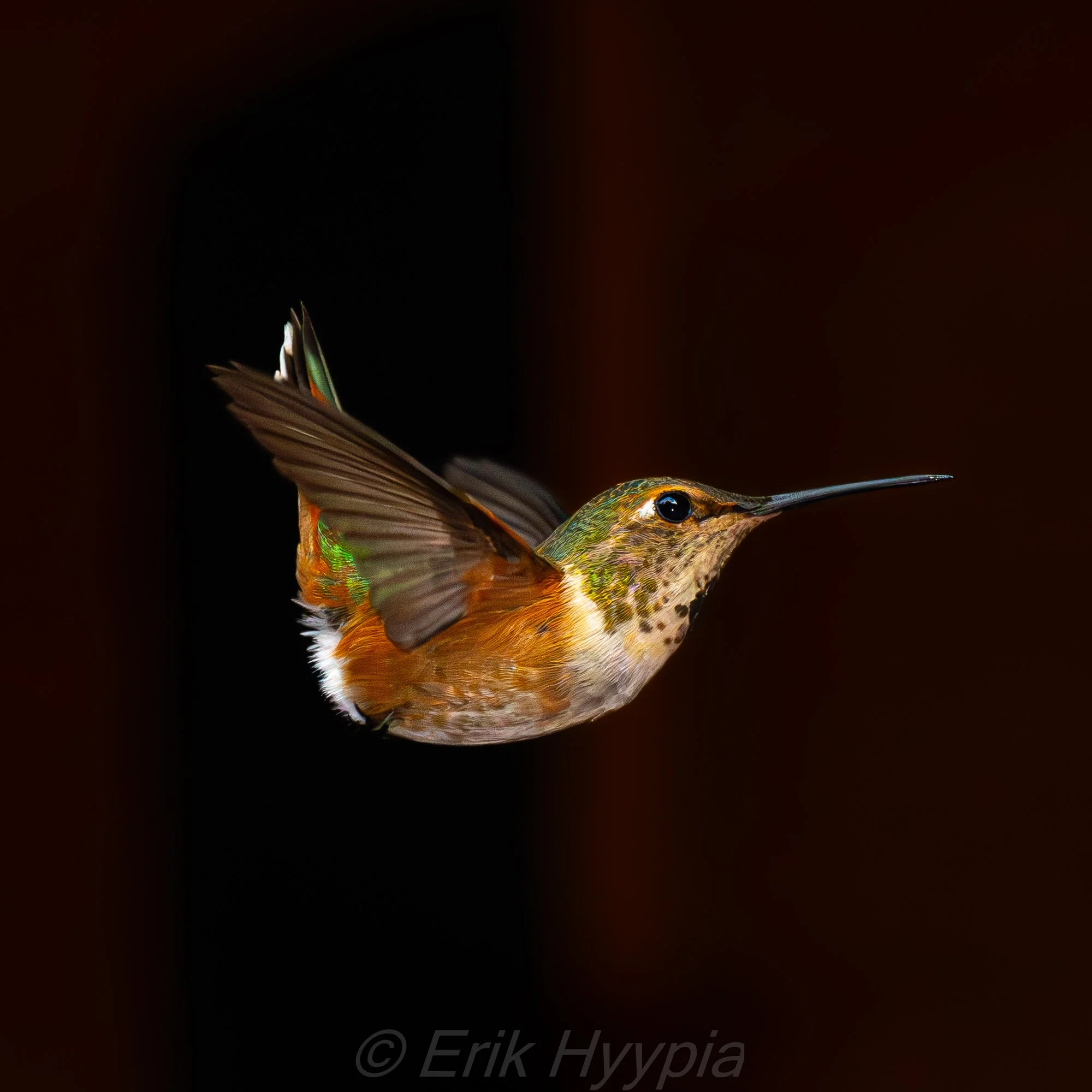 Rufous Hummingbird