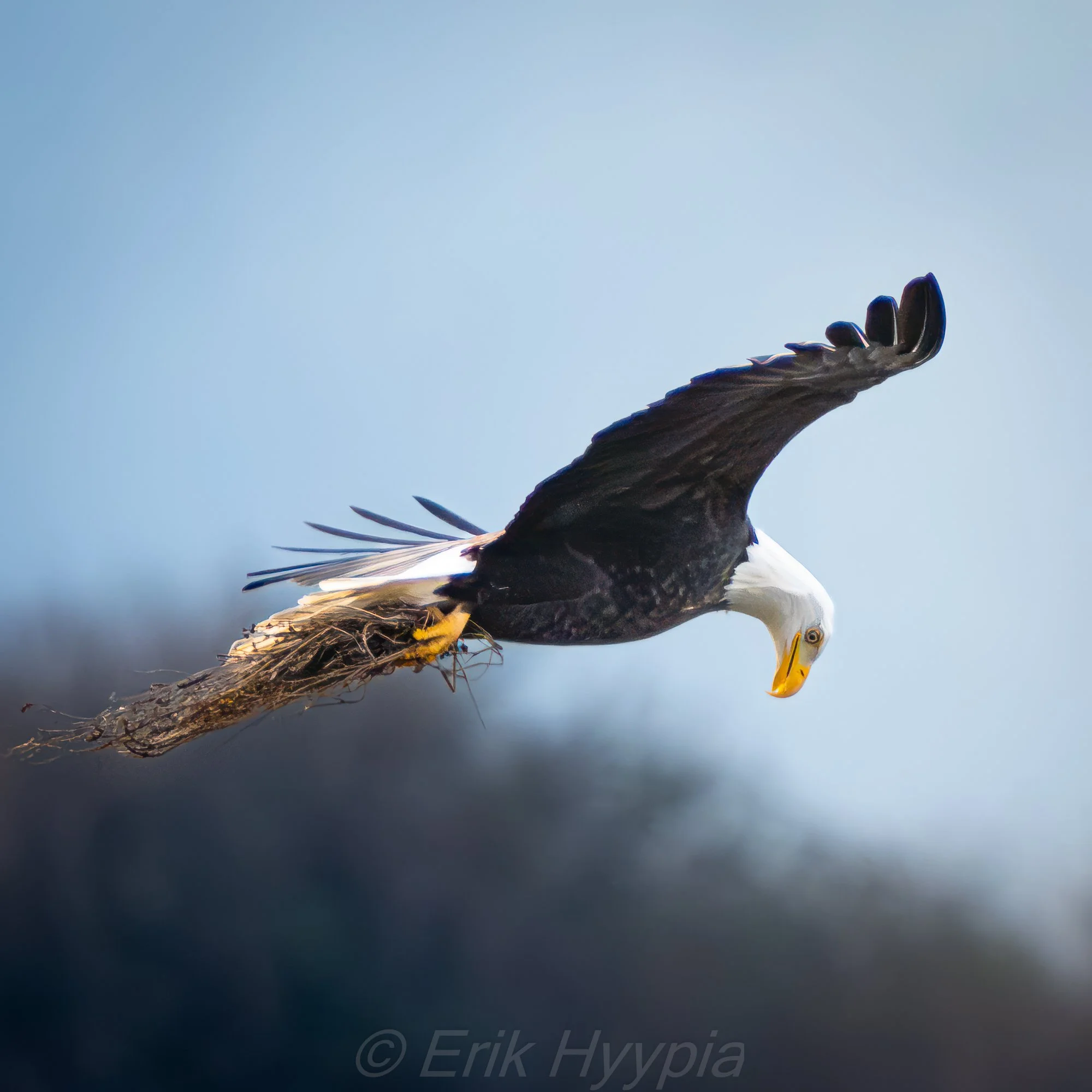 20231217-DSC08356 Bald Eagle Product Photo.jpg