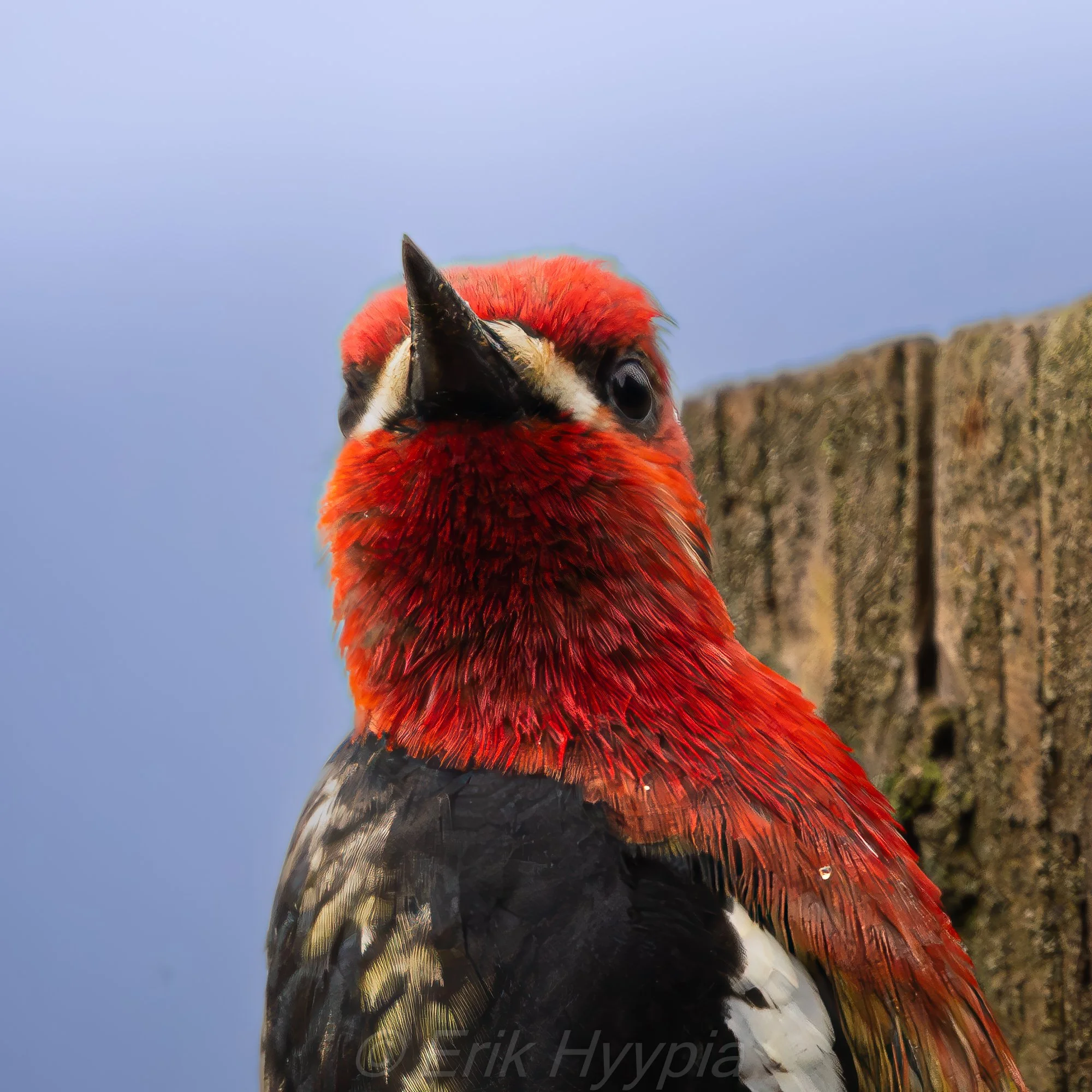 Red Breasted Sapsucker