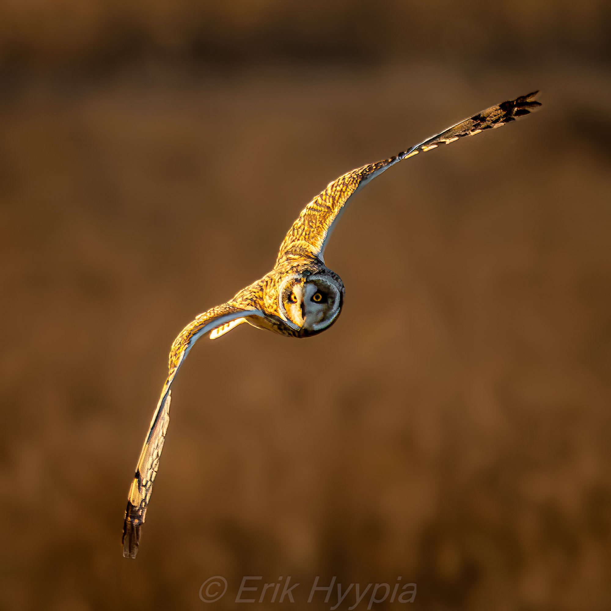 Short Eared Owl #2