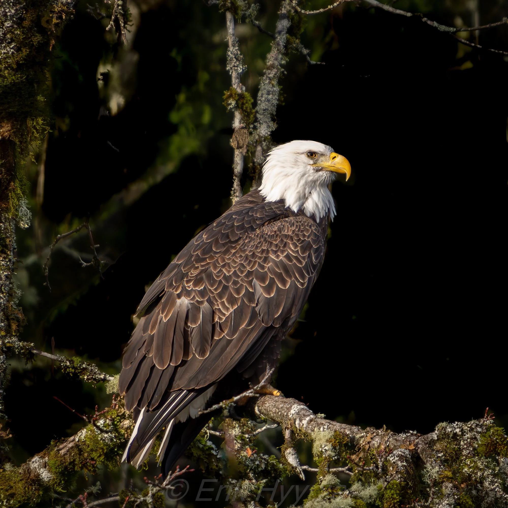 Bald Eagle