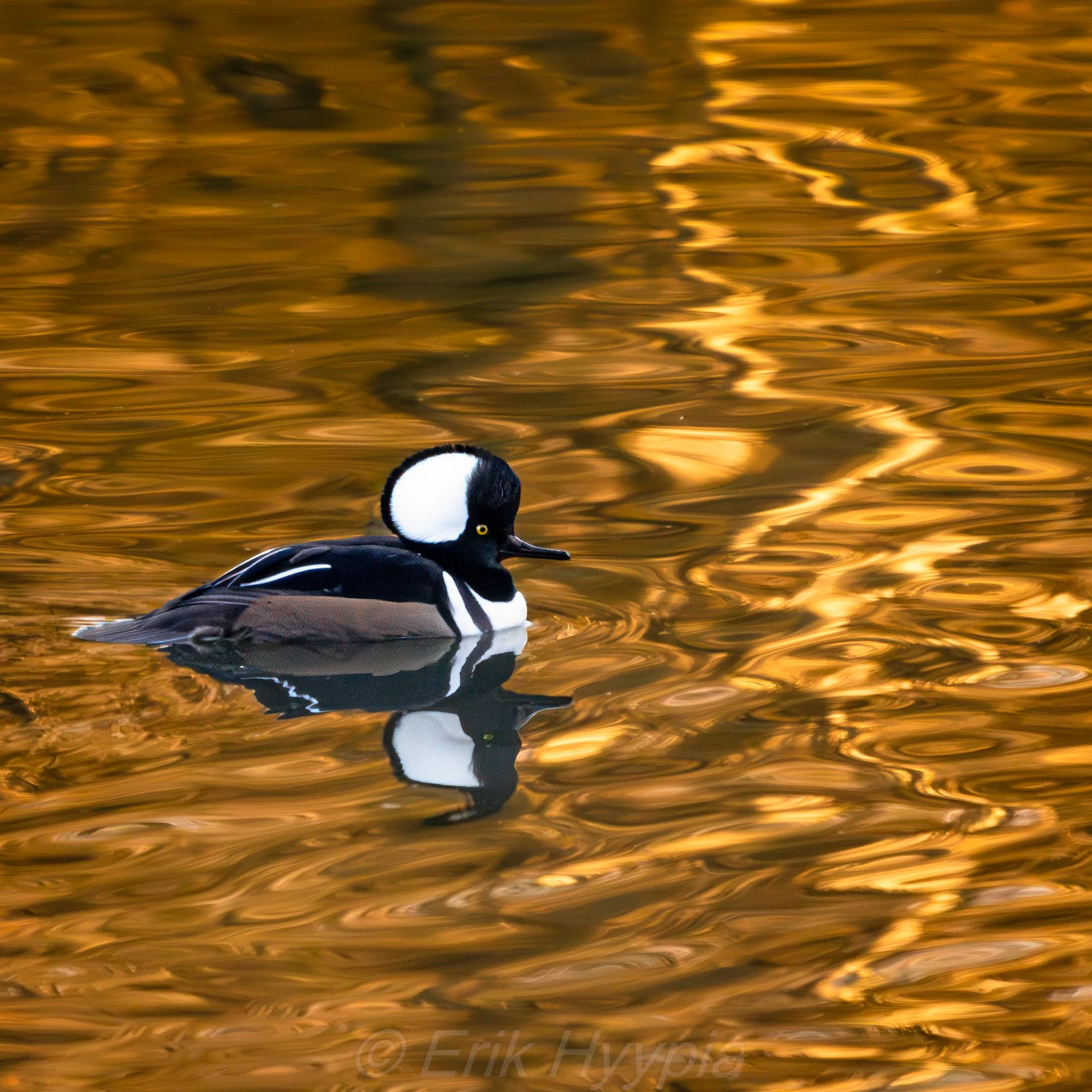 Hooded Merganser