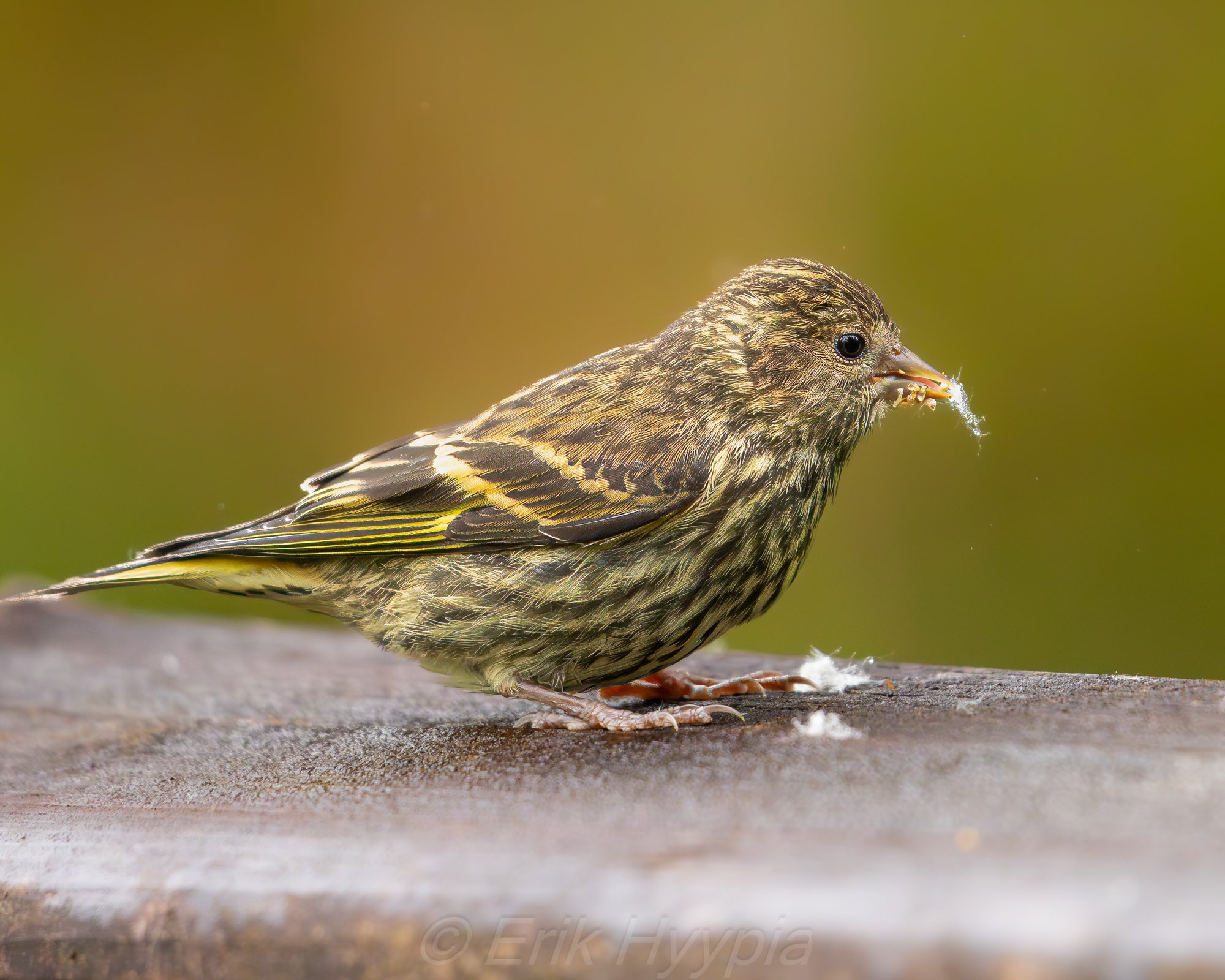 Pine Siskin