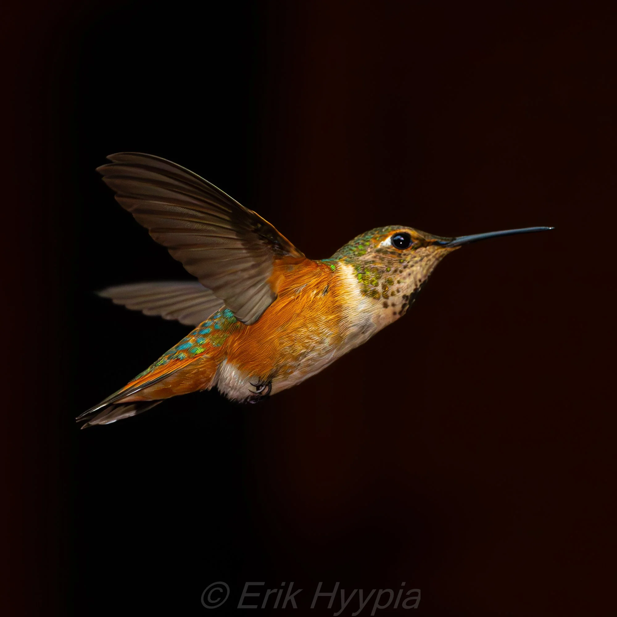 Rufous Hummingbird