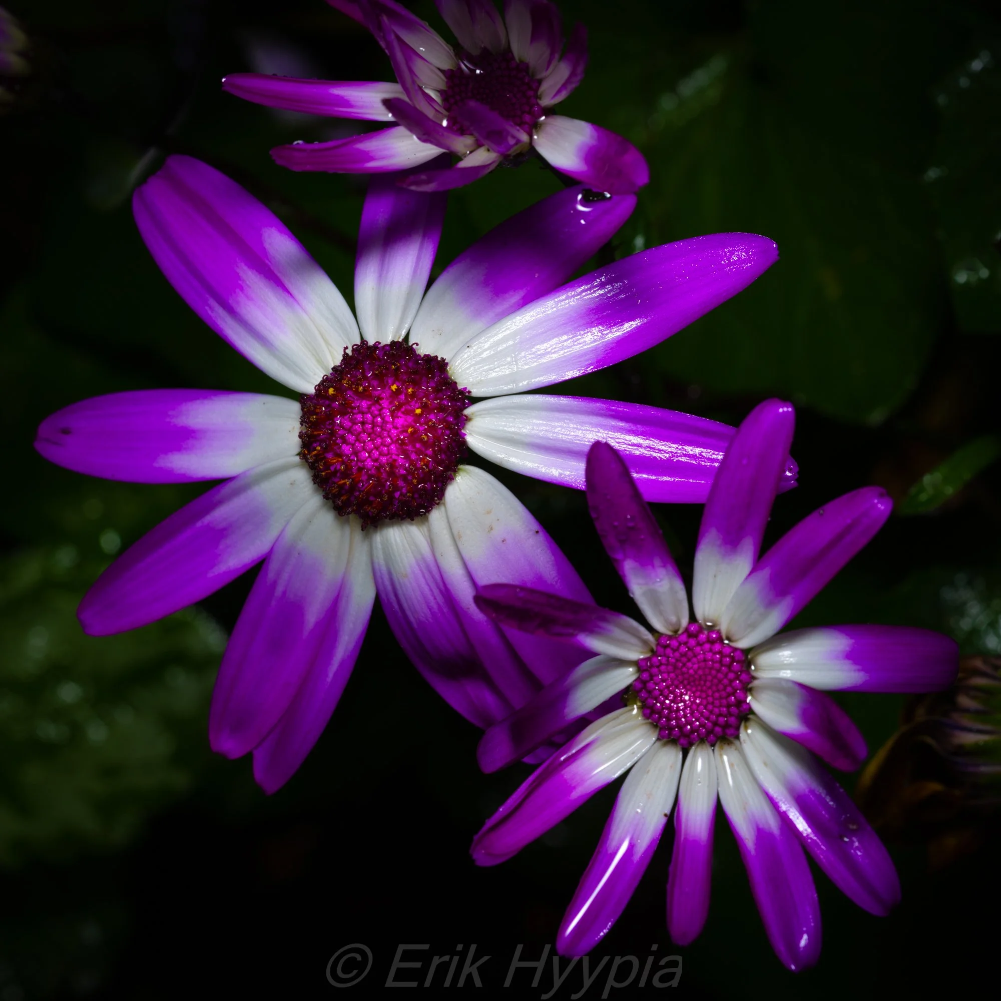 Pericallis