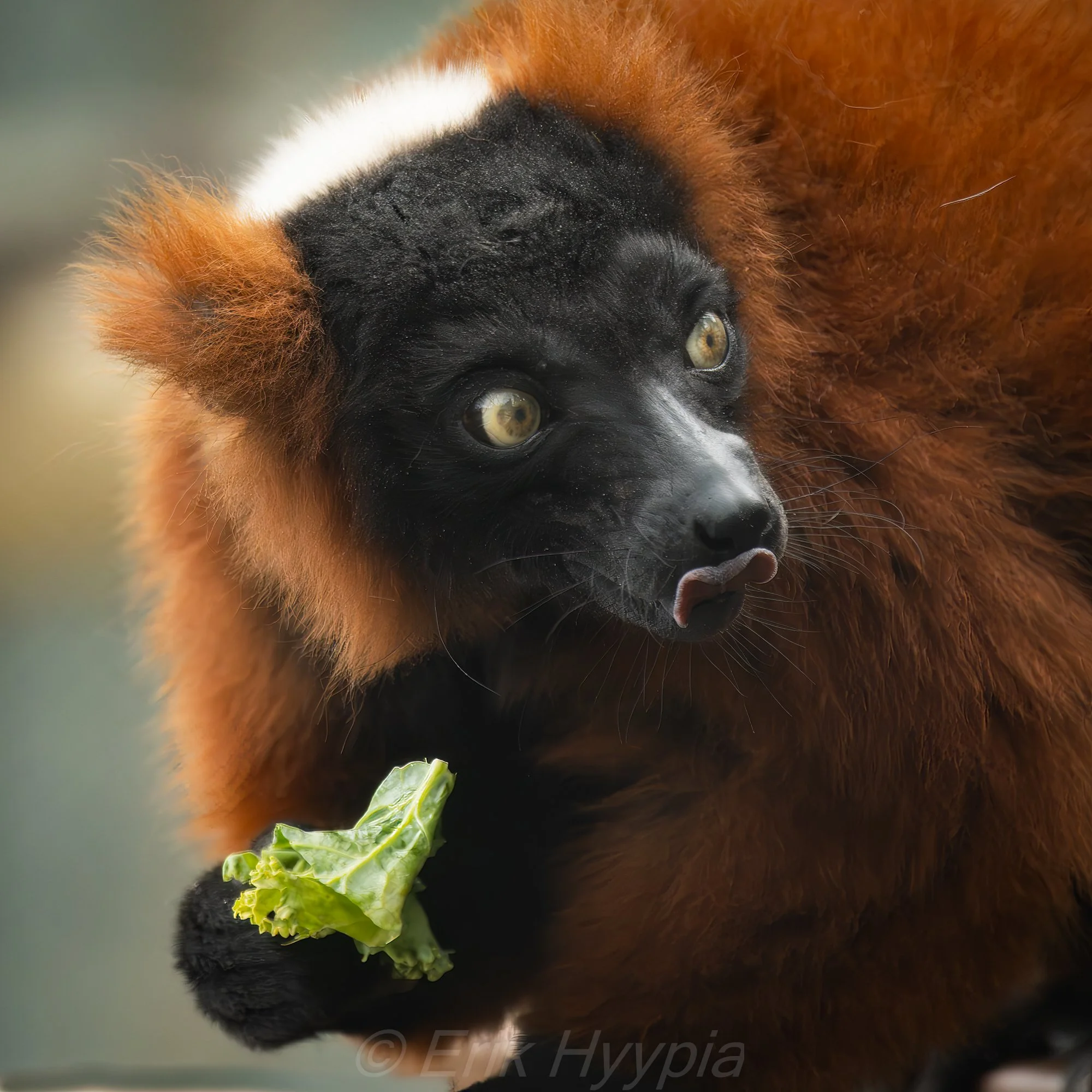 Red Ruffed Lemur