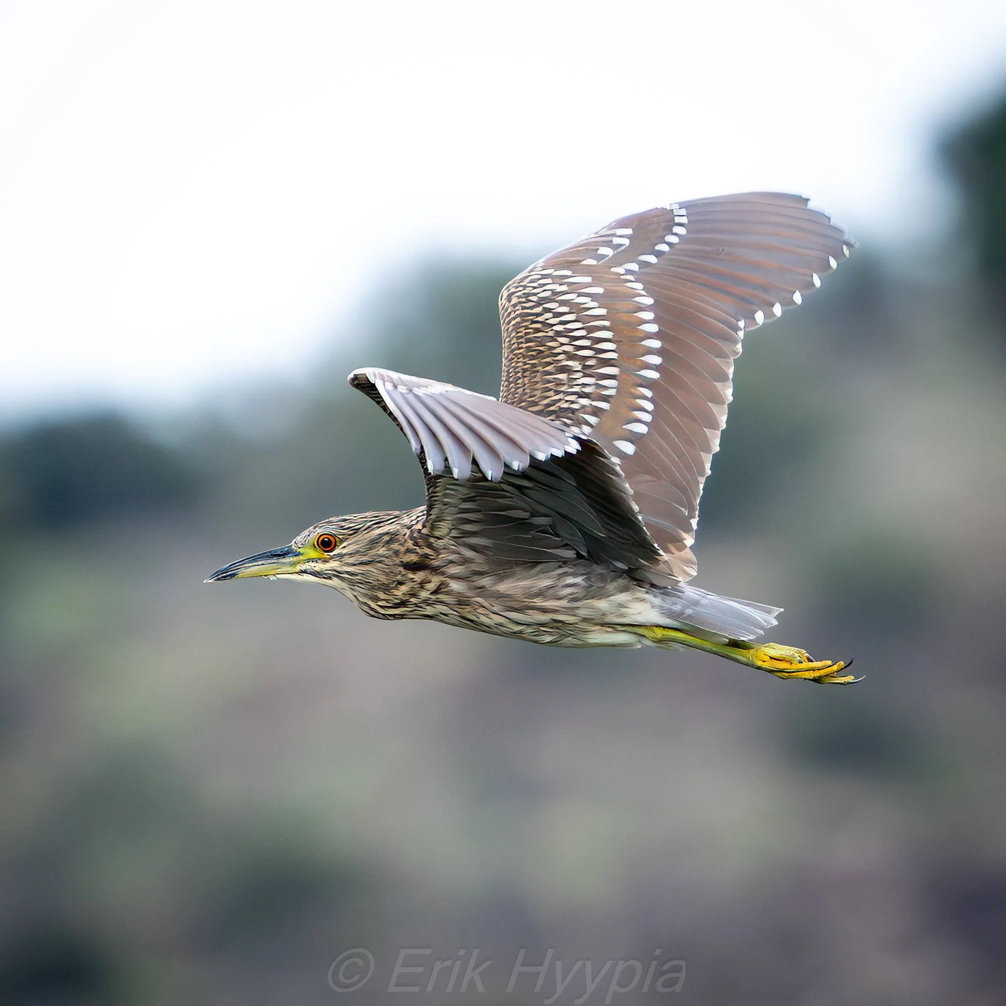 Black Crowned Night Heron #1