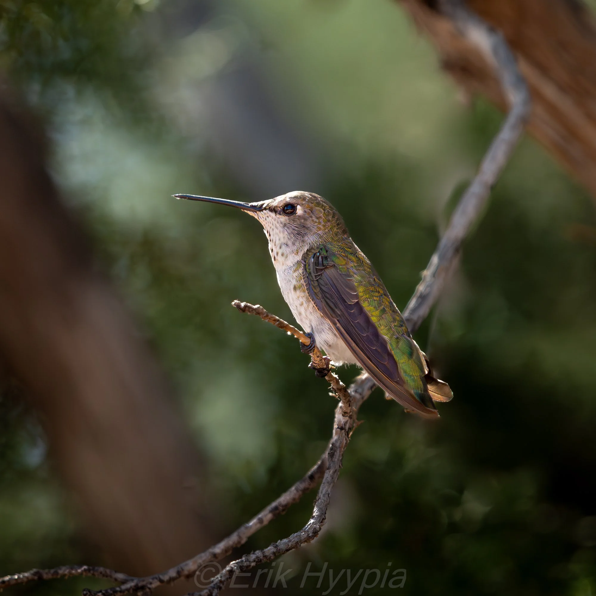Annas Hummingbird