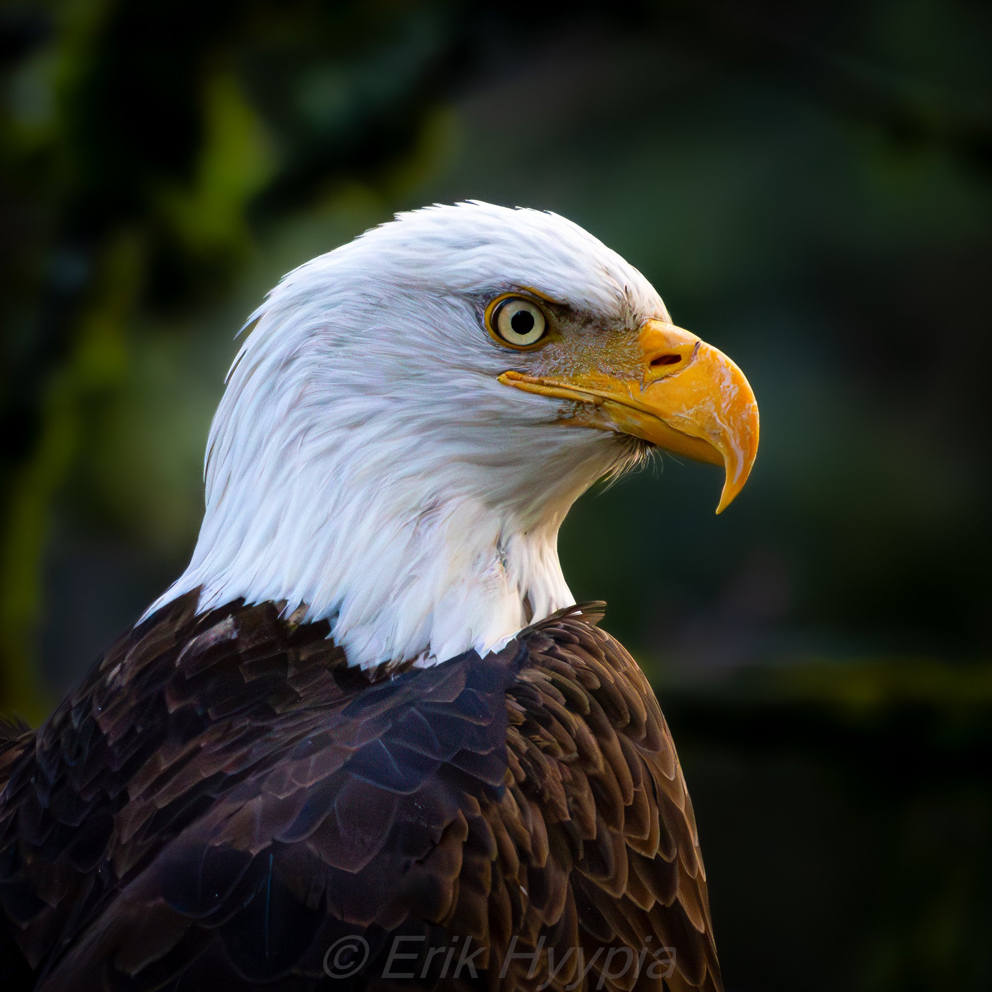 Bald Eagle
