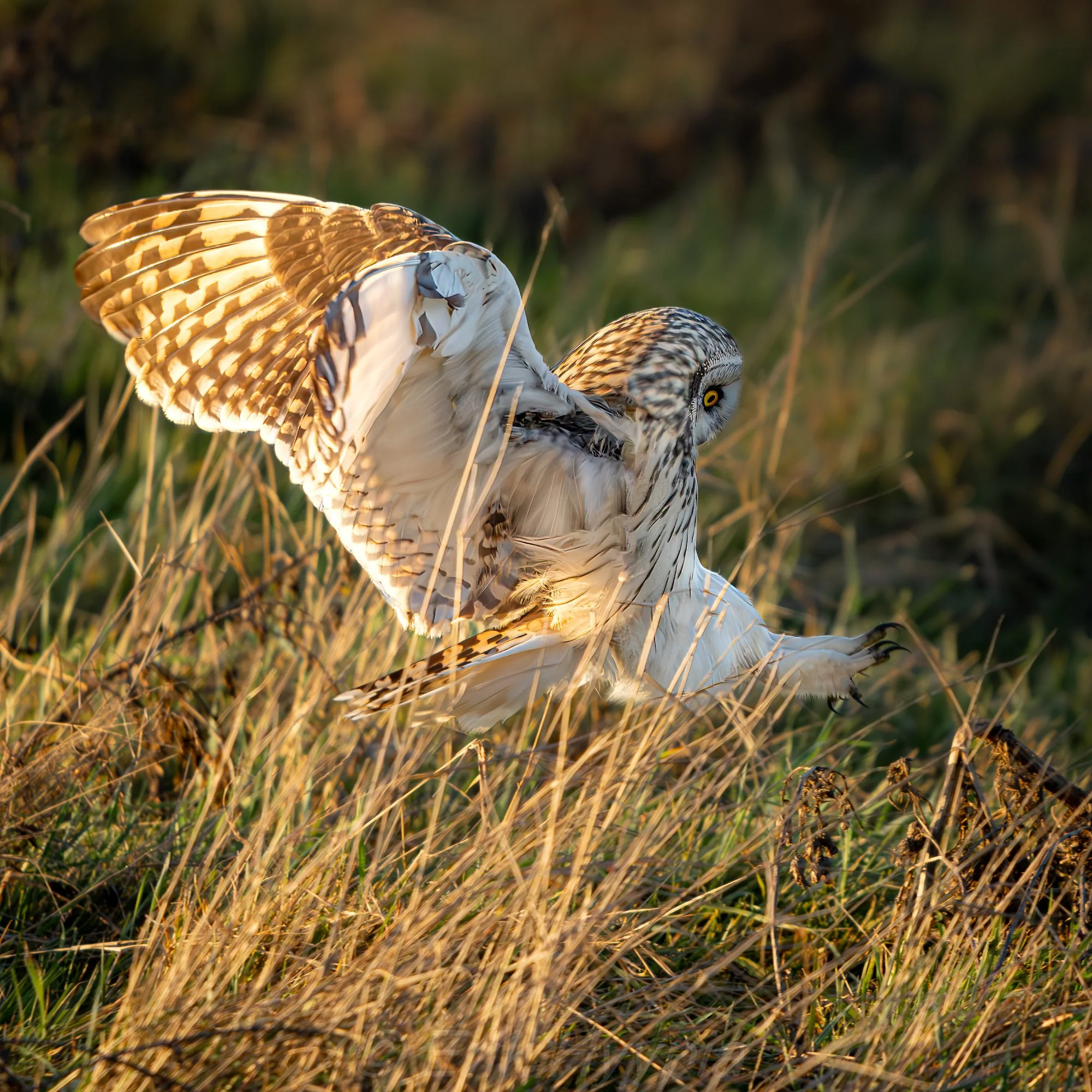 20231223-DSC09802 Short Eared Owl Product Photo.jpg