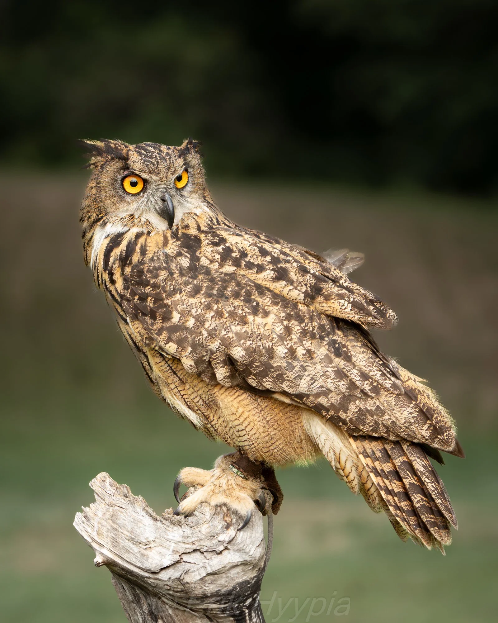Eurasian Eagle Owl #6
