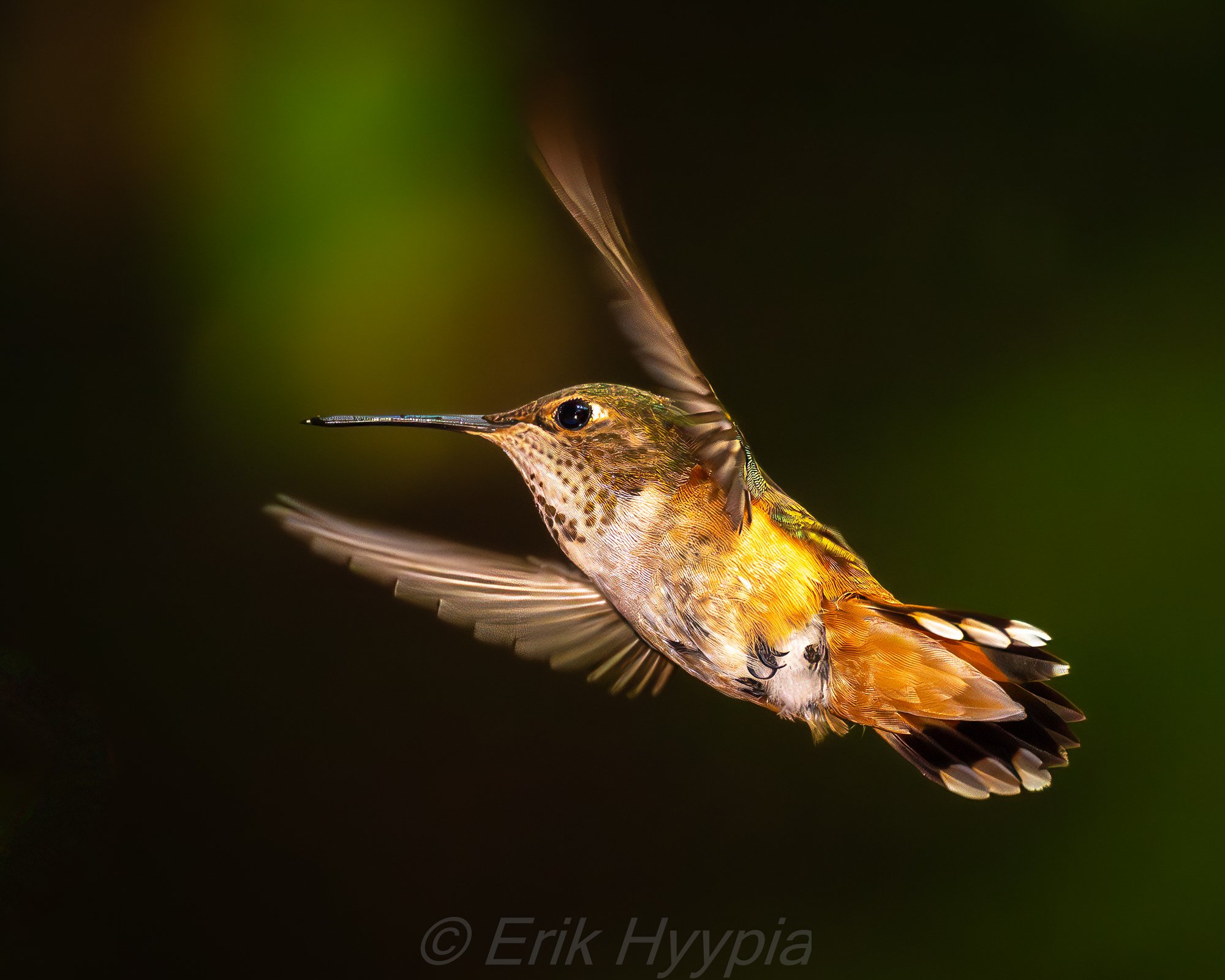 Rufous Hummingbird