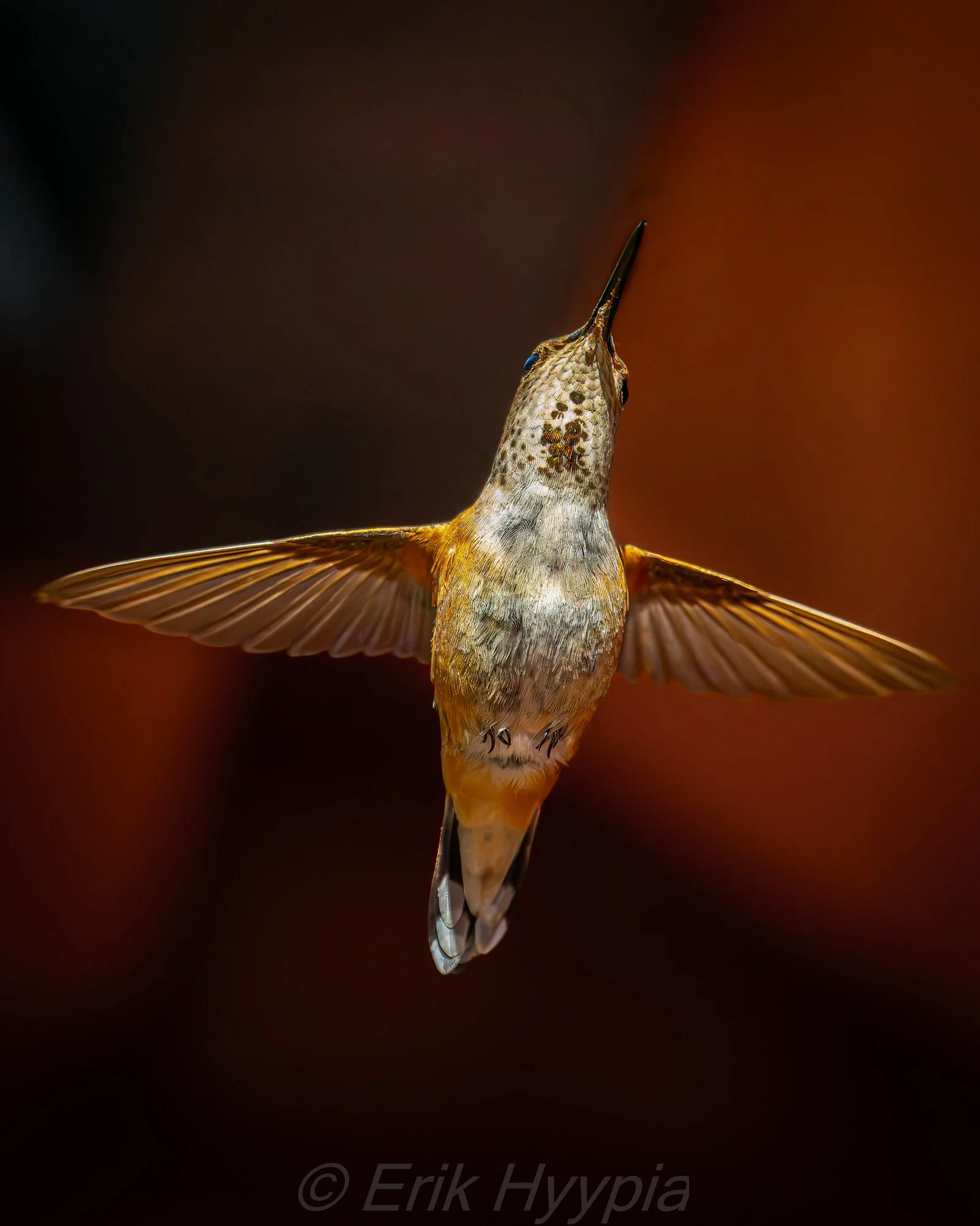 Rufous #4