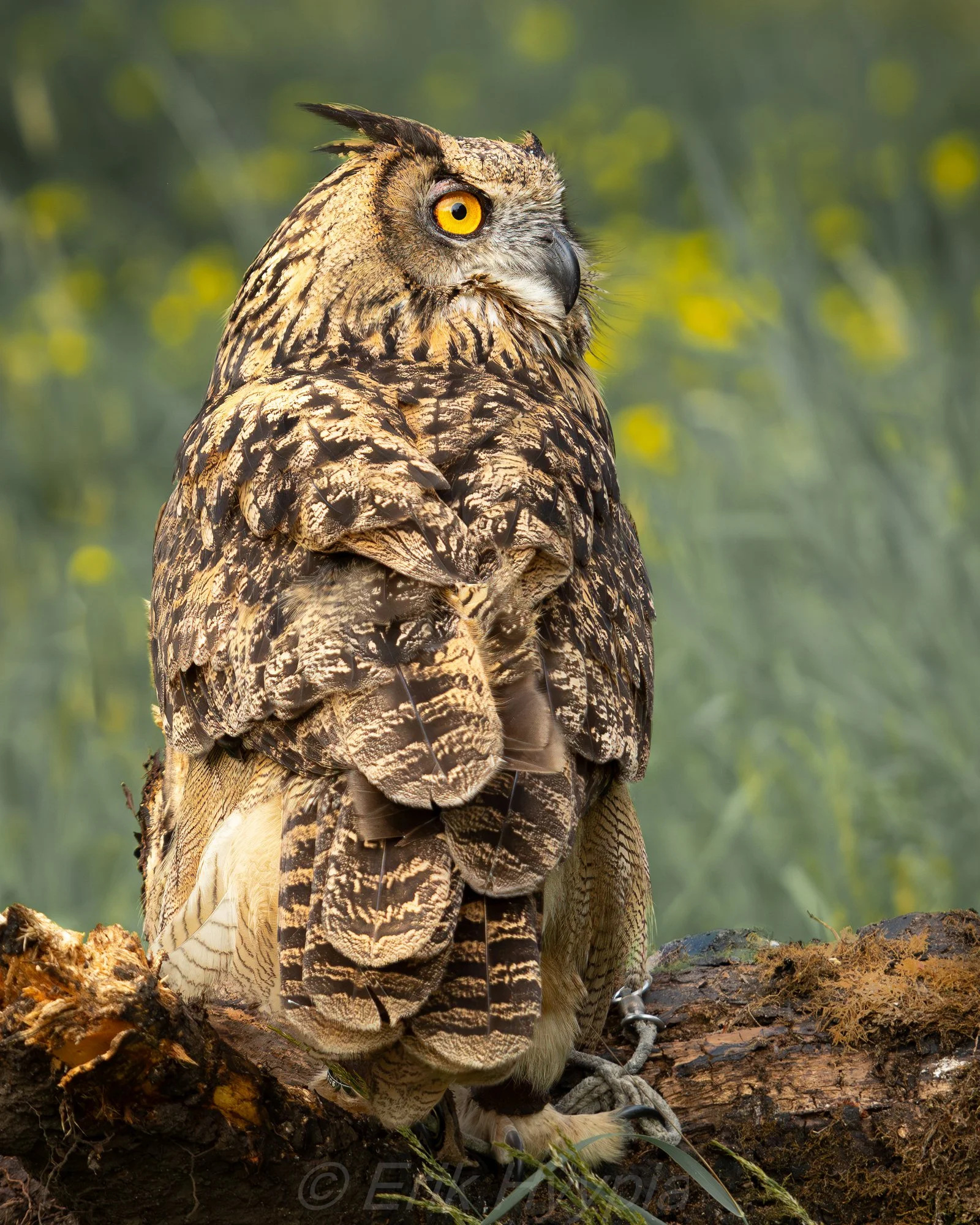 Eurasian Eagle Owl #4