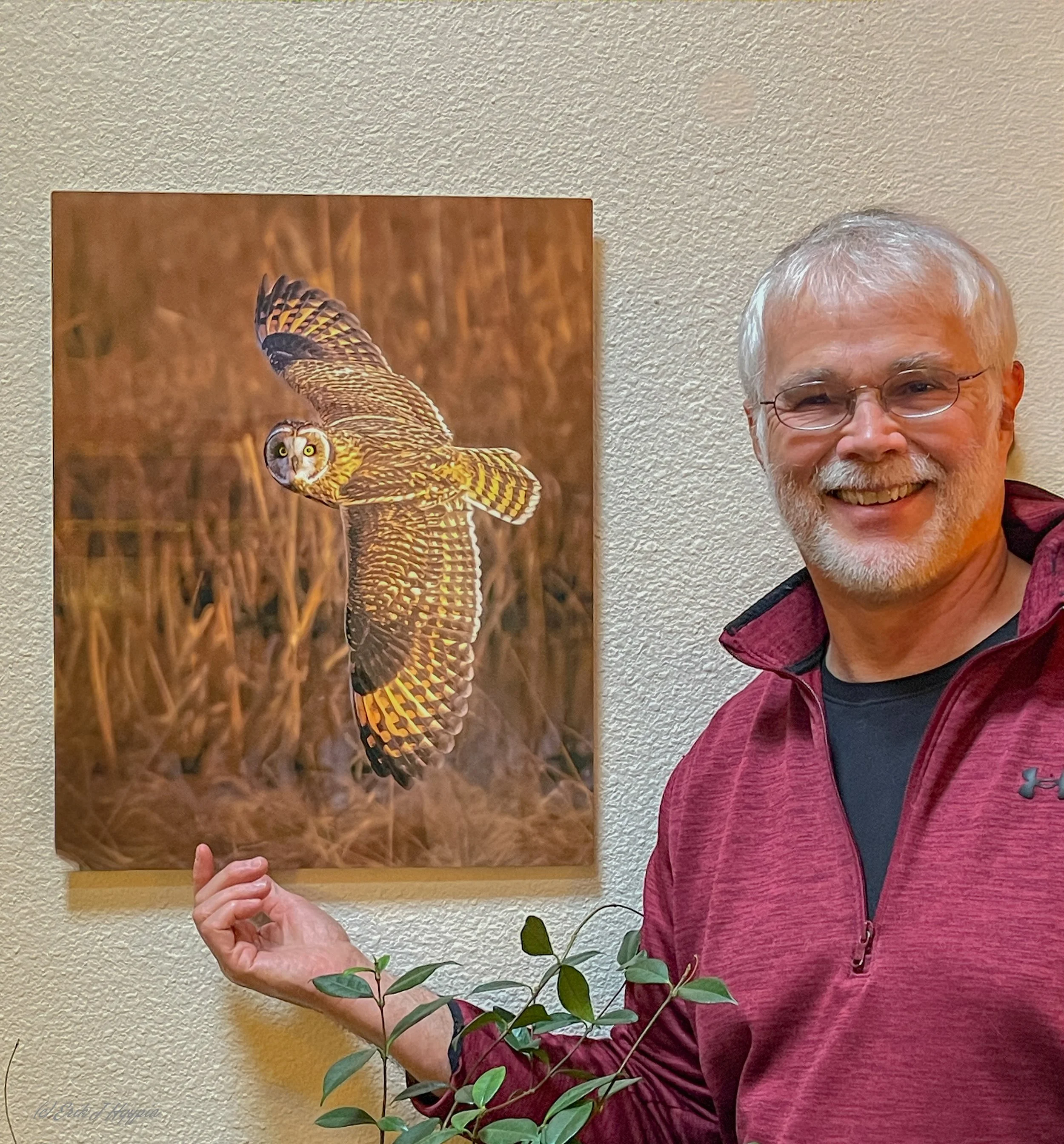 Owl in flight printed on metal, hanging on a wall.