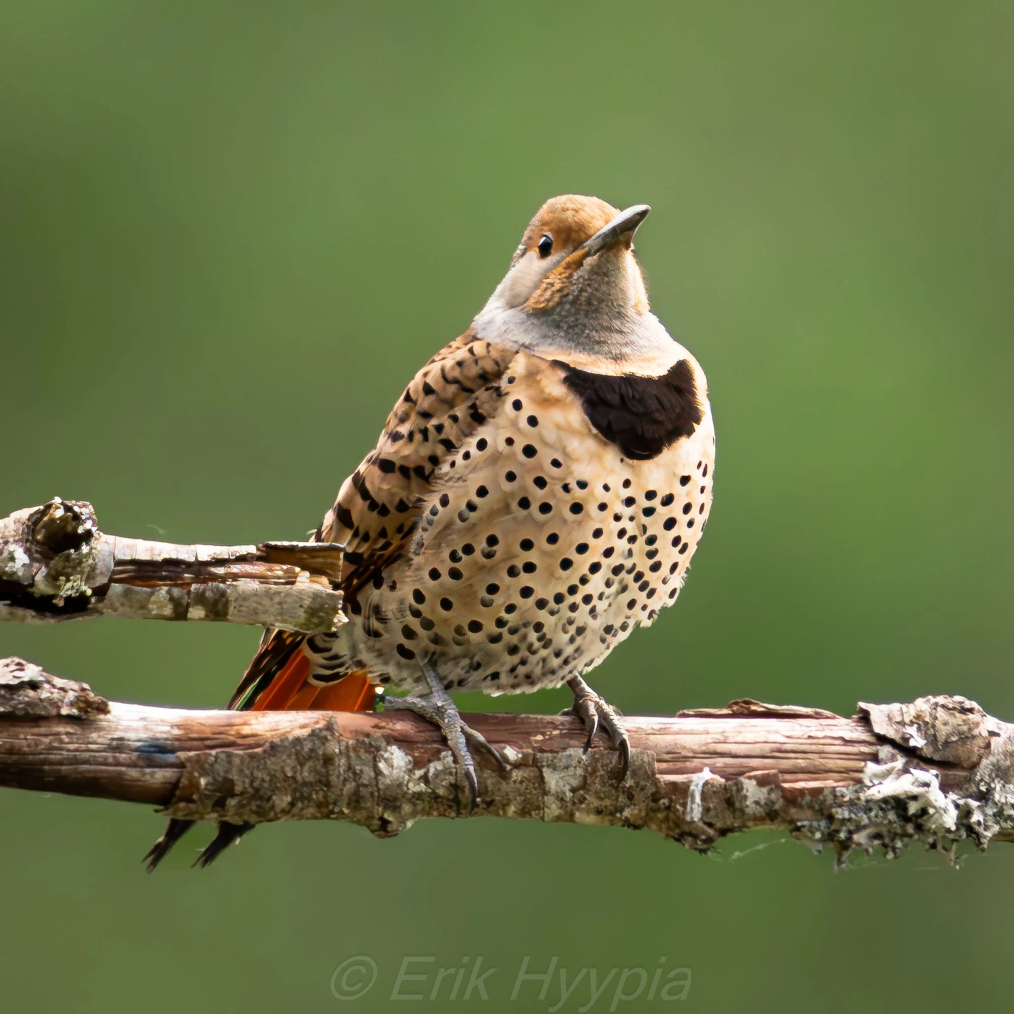 Northern Flicker
