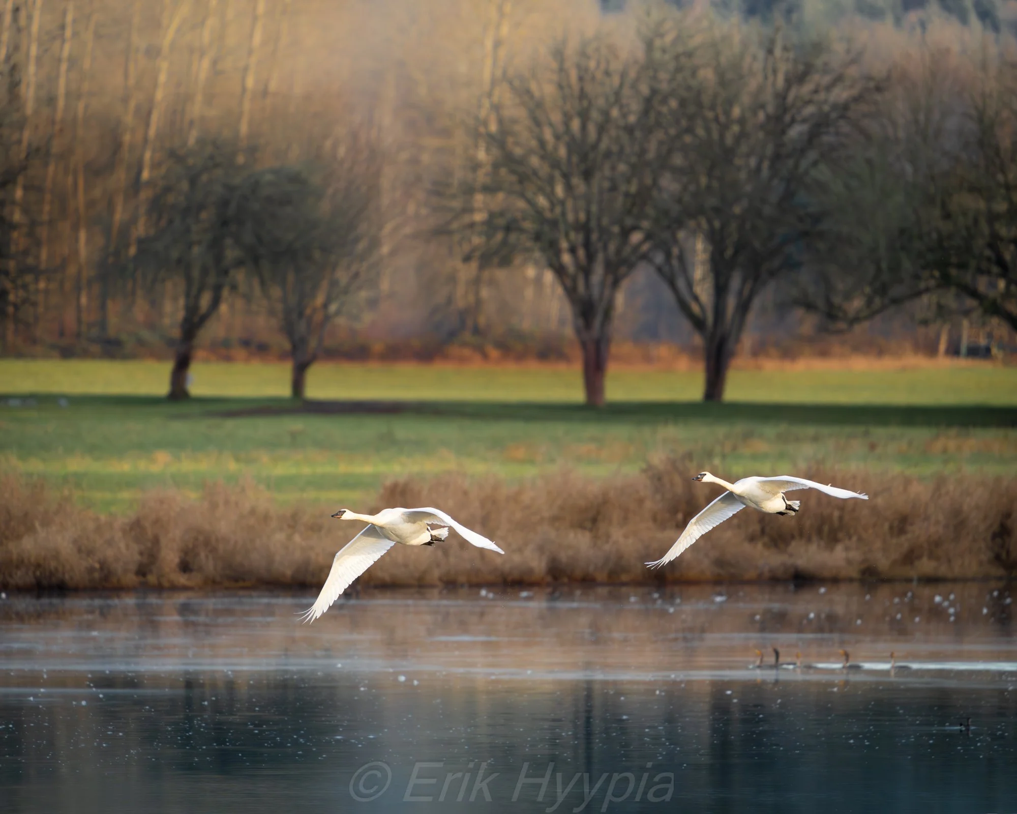 Trumpeter Swans