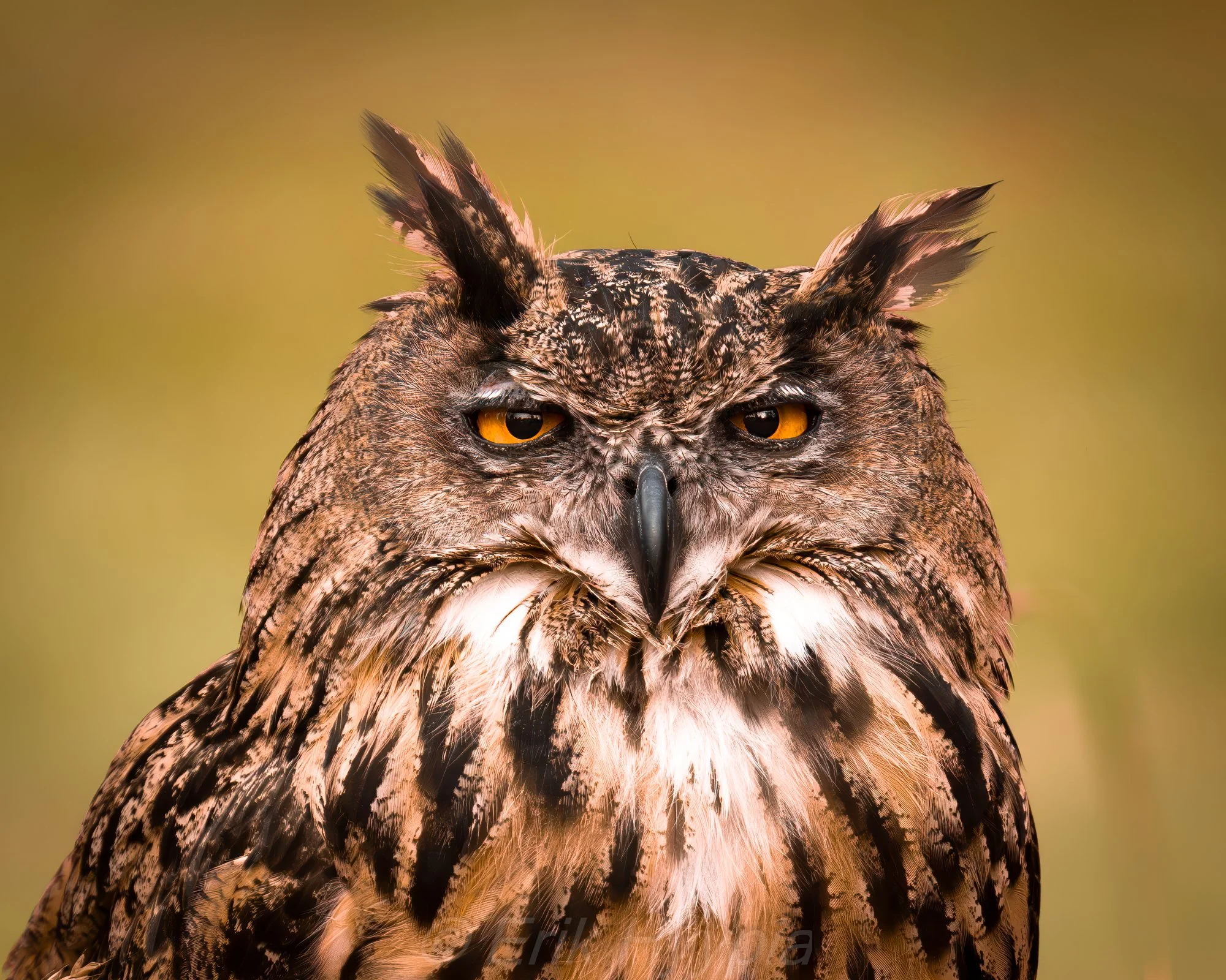 Eurasian Eagle Owl #8