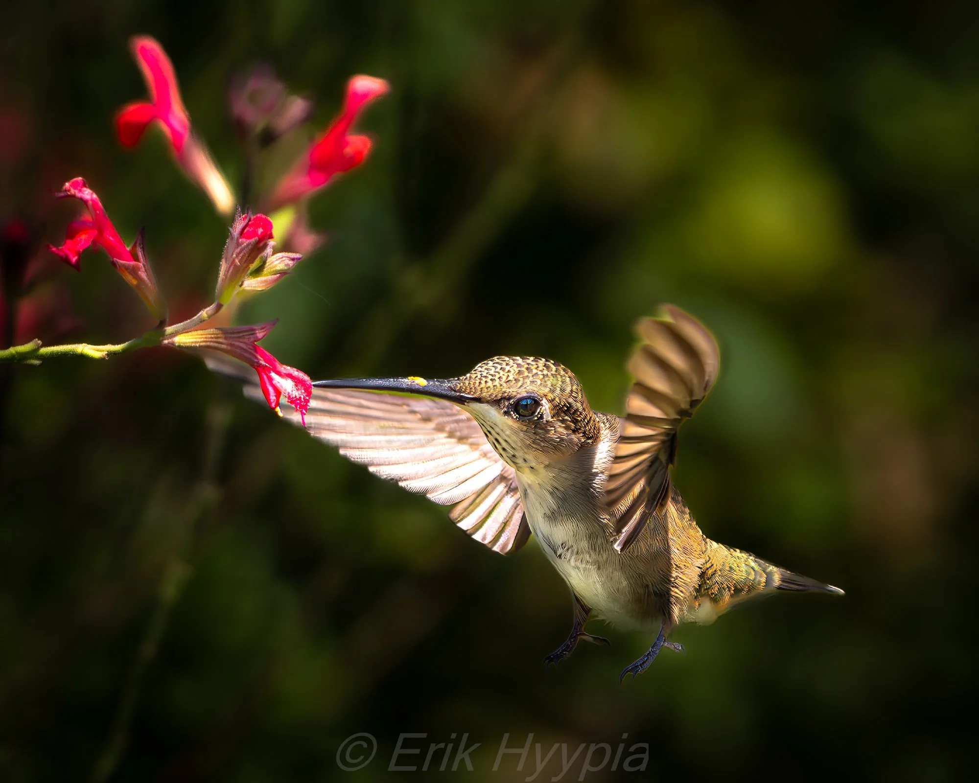 Annas Hummingbird