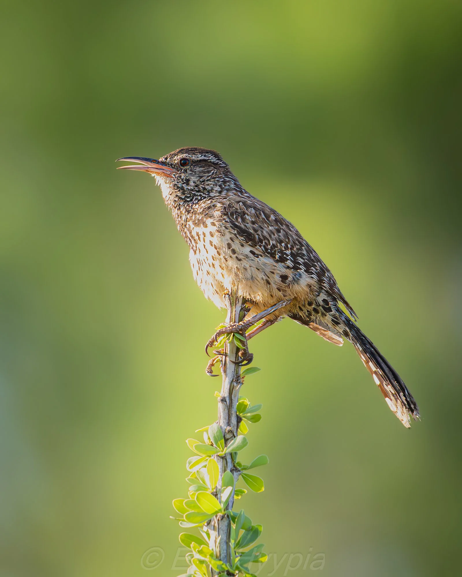 Cactus Wren