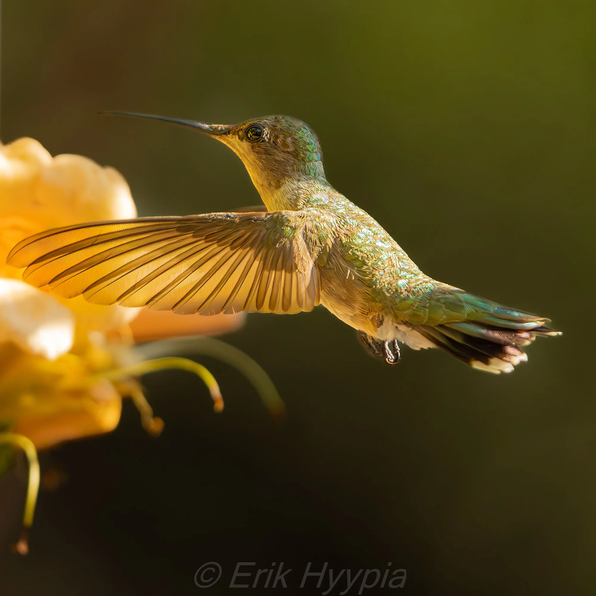 Annas Hummingbird