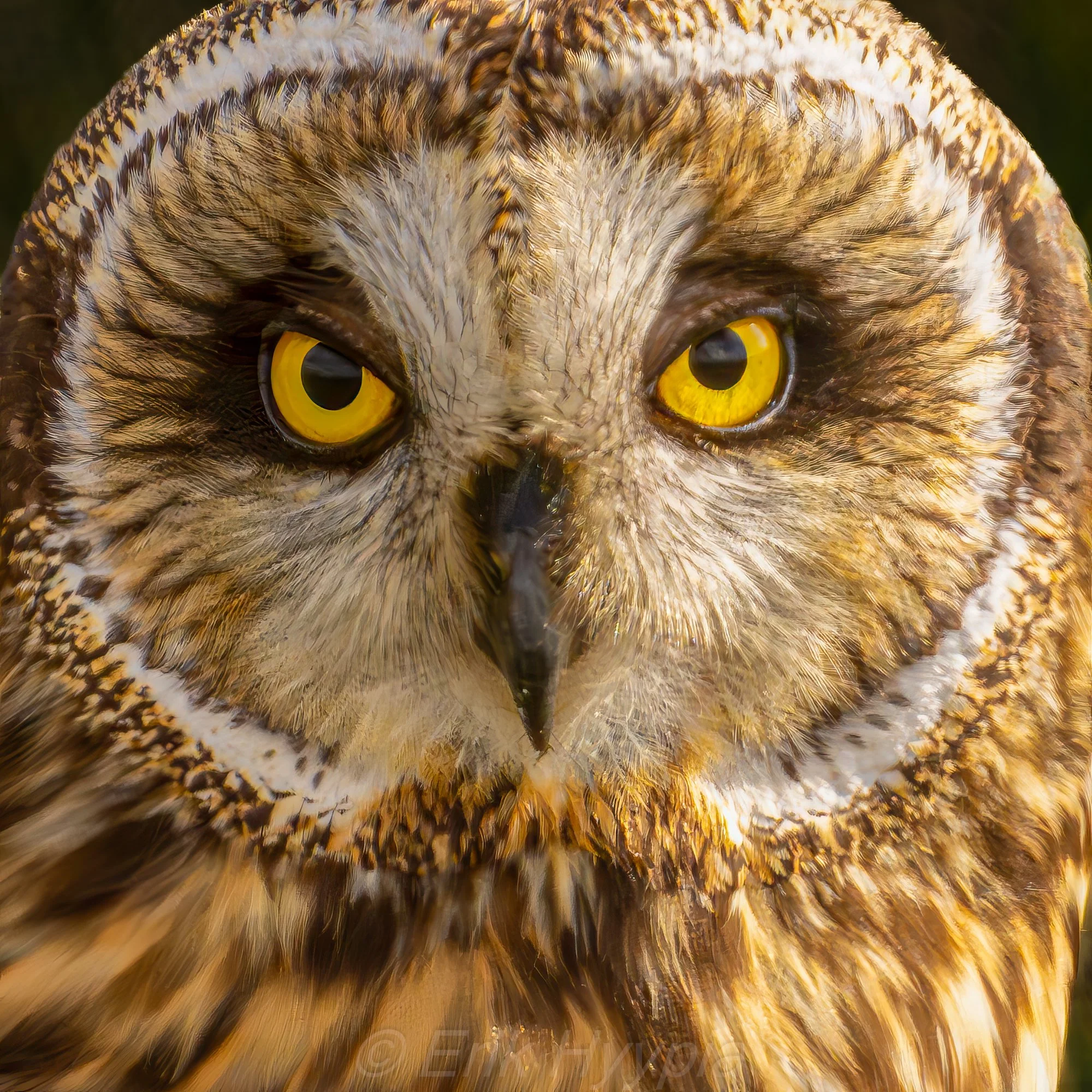 Short Eared Owl
